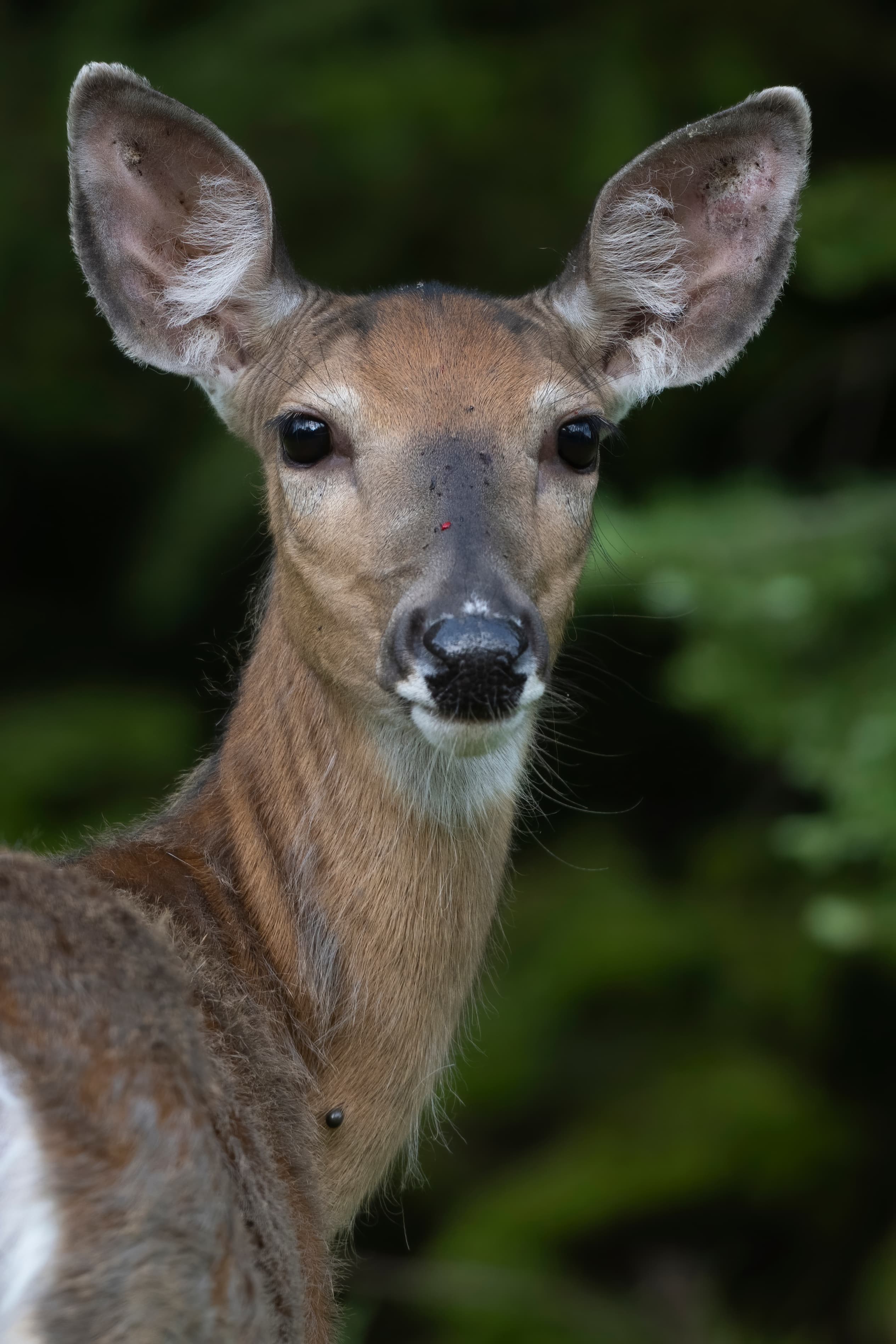 Wildlife — Hayward II233 f