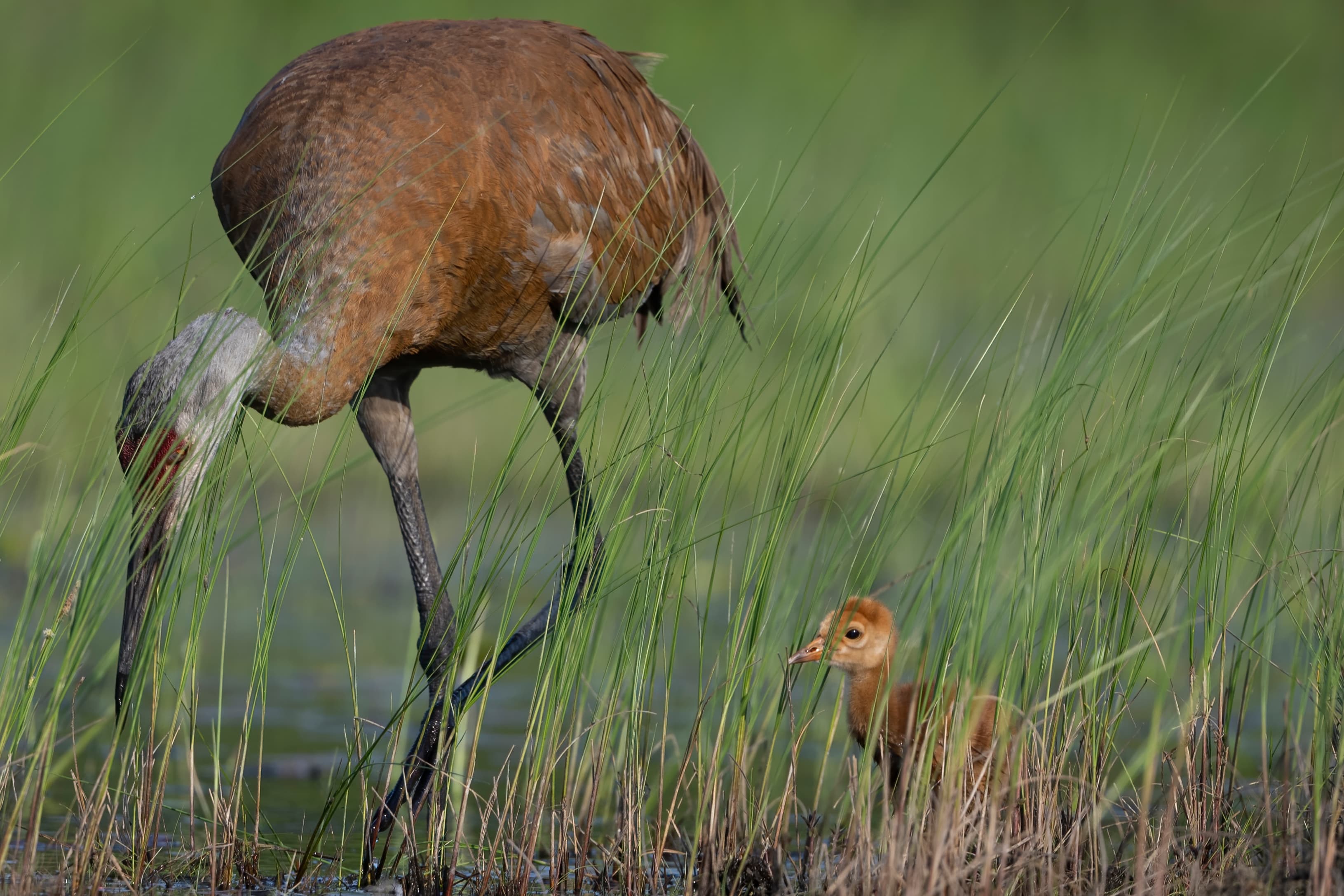 Wildlife — Hayward II255 f