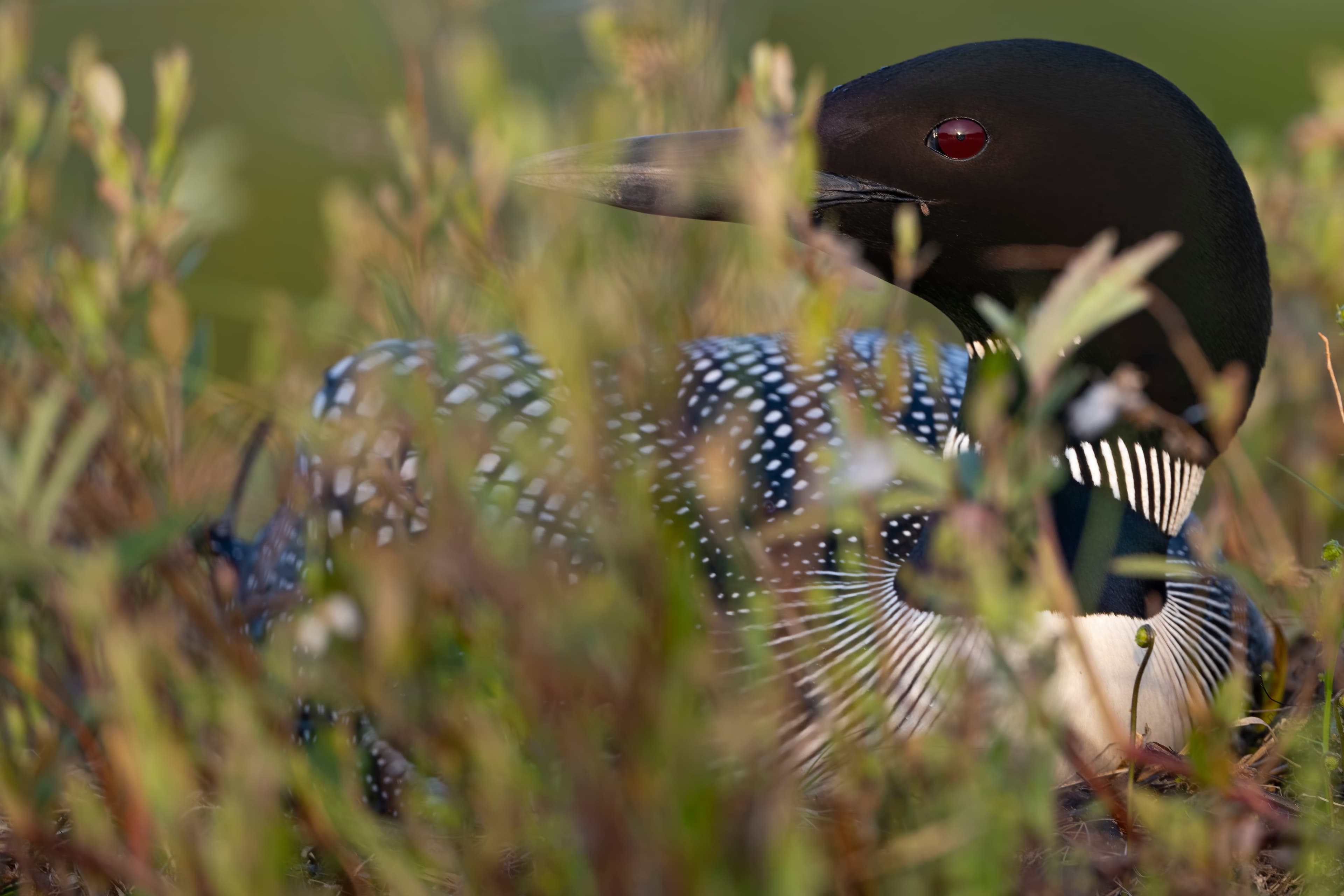 Wildlife — Hayward II624 f