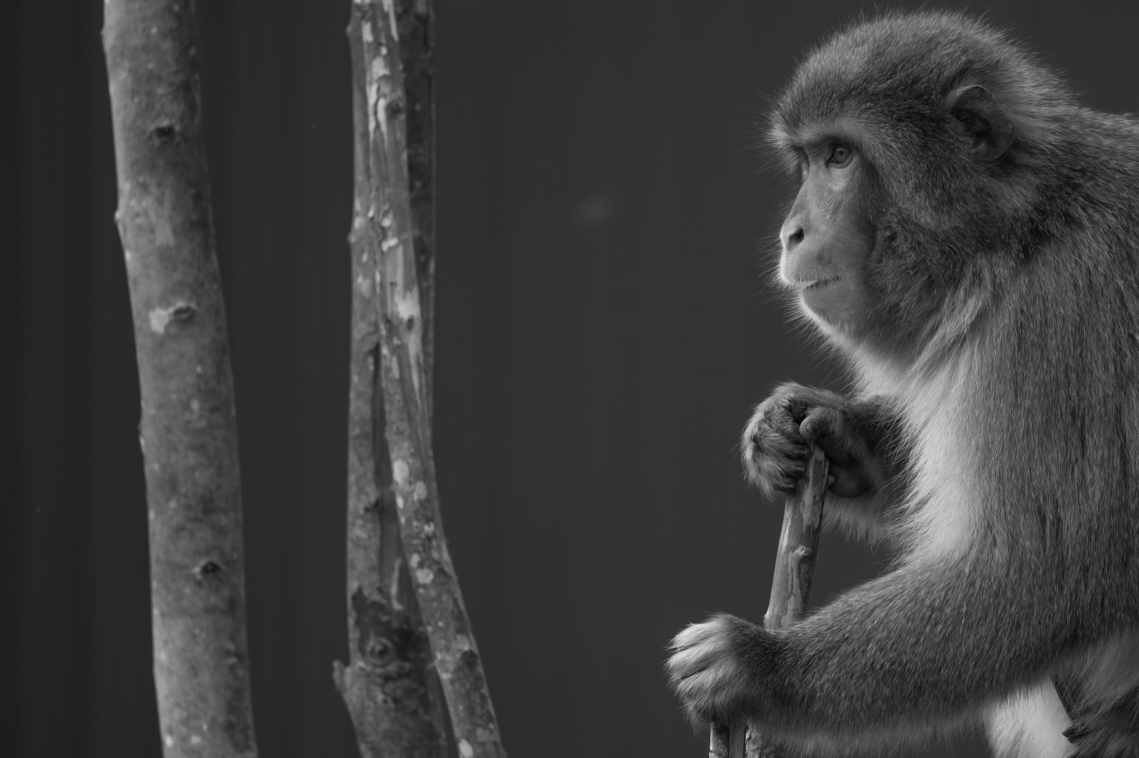 Wildlife — WI Zoo255 f