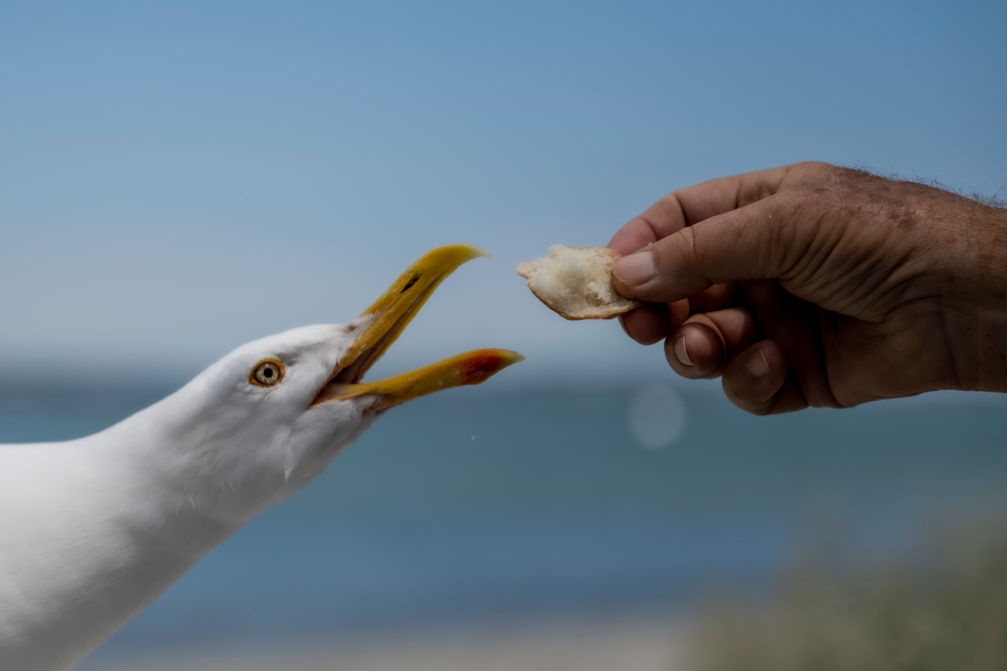 Wildlife — Fishing019 1