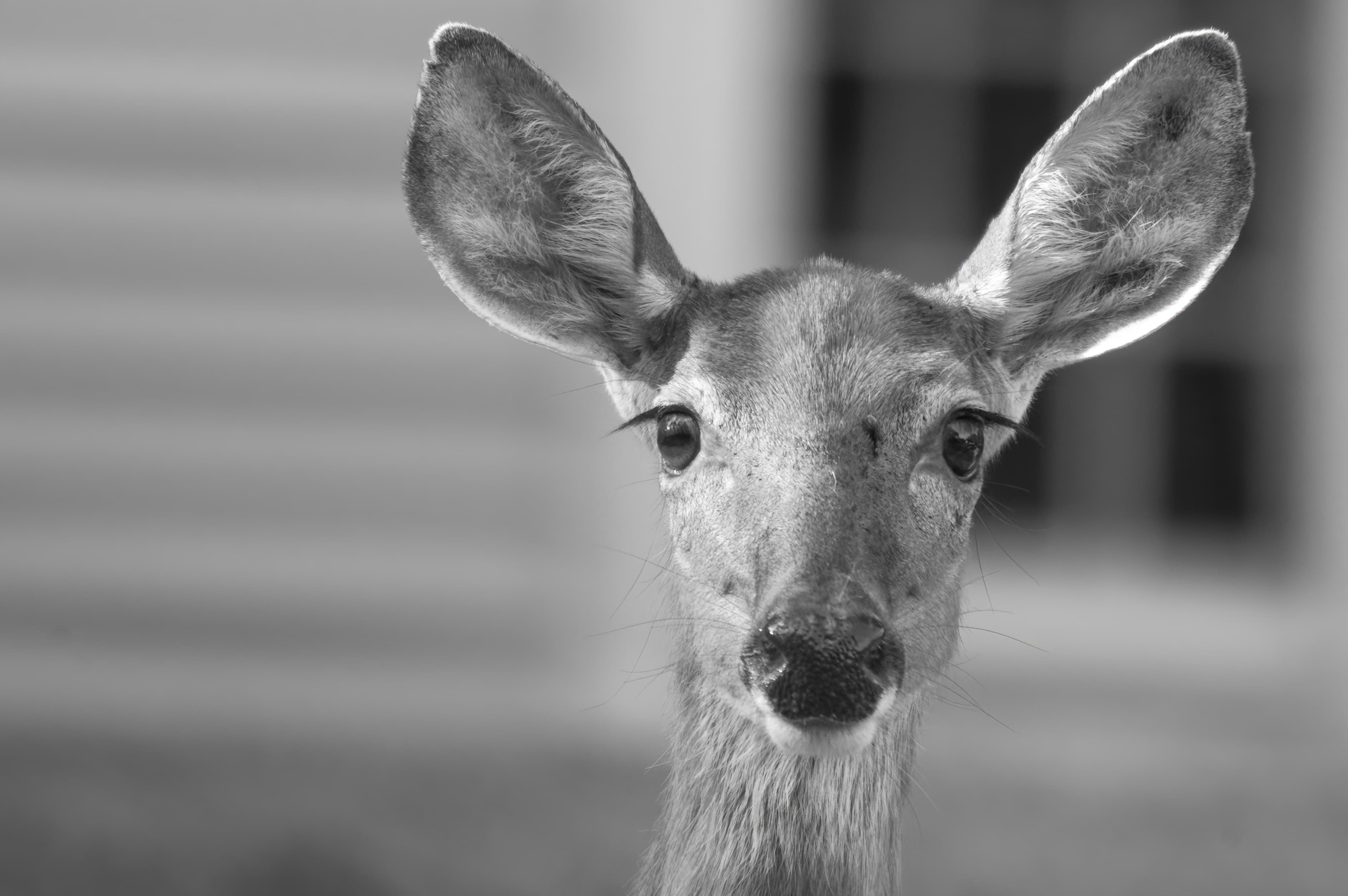 Wildlife — MallsDeer286 f