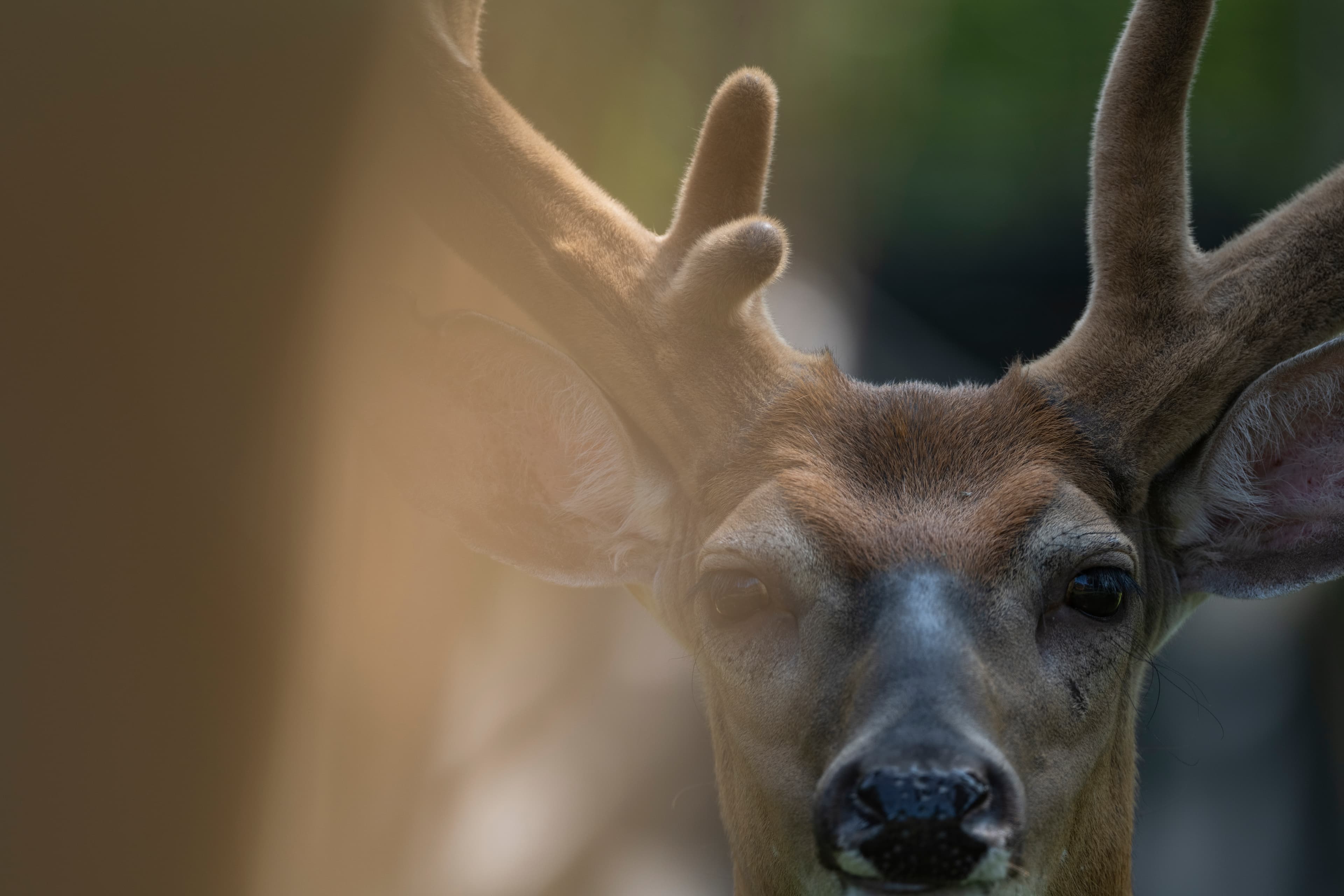 Wildlife — Hayward Bucks046