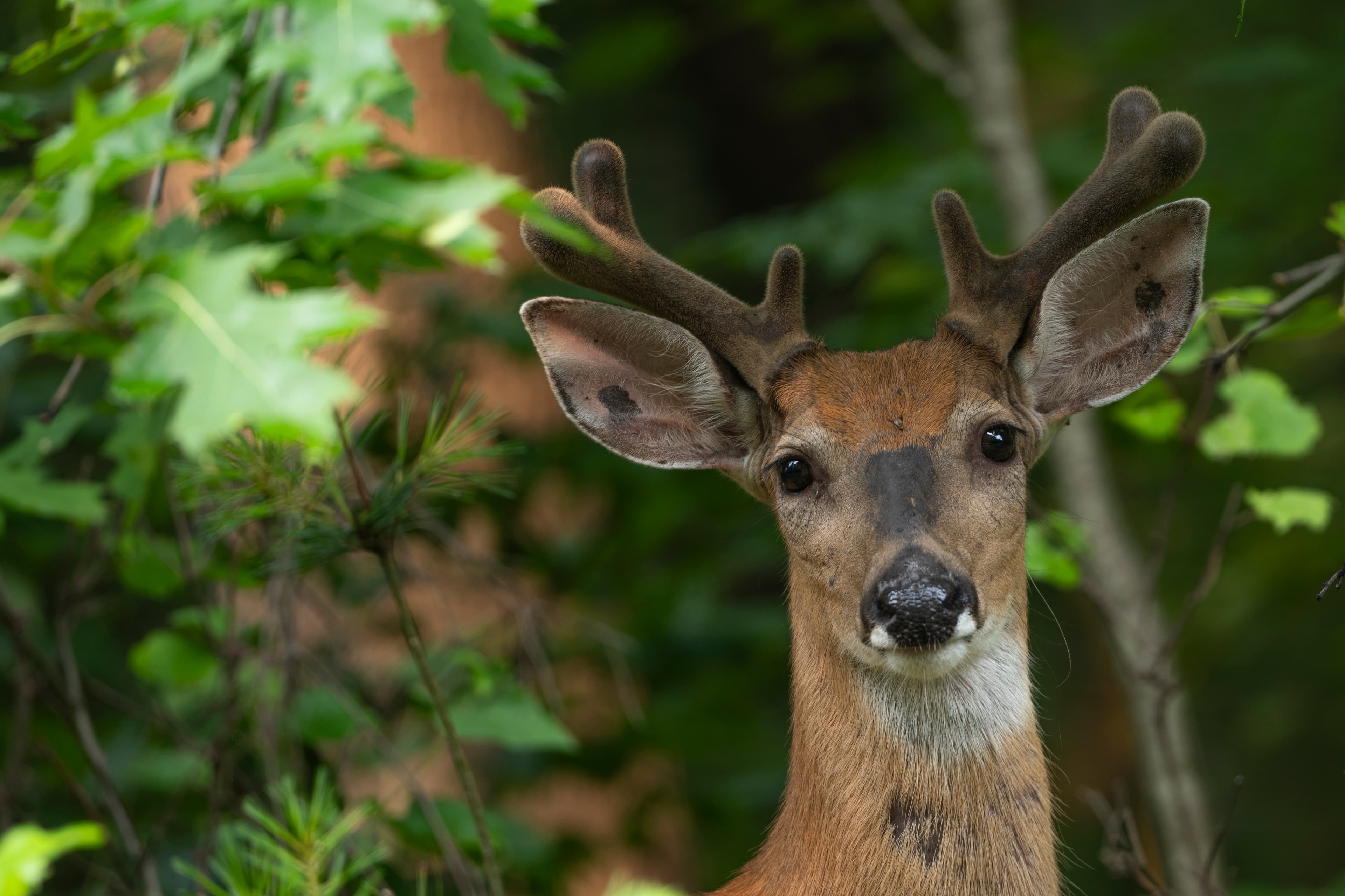 Wildlife — Hayward Bucks255