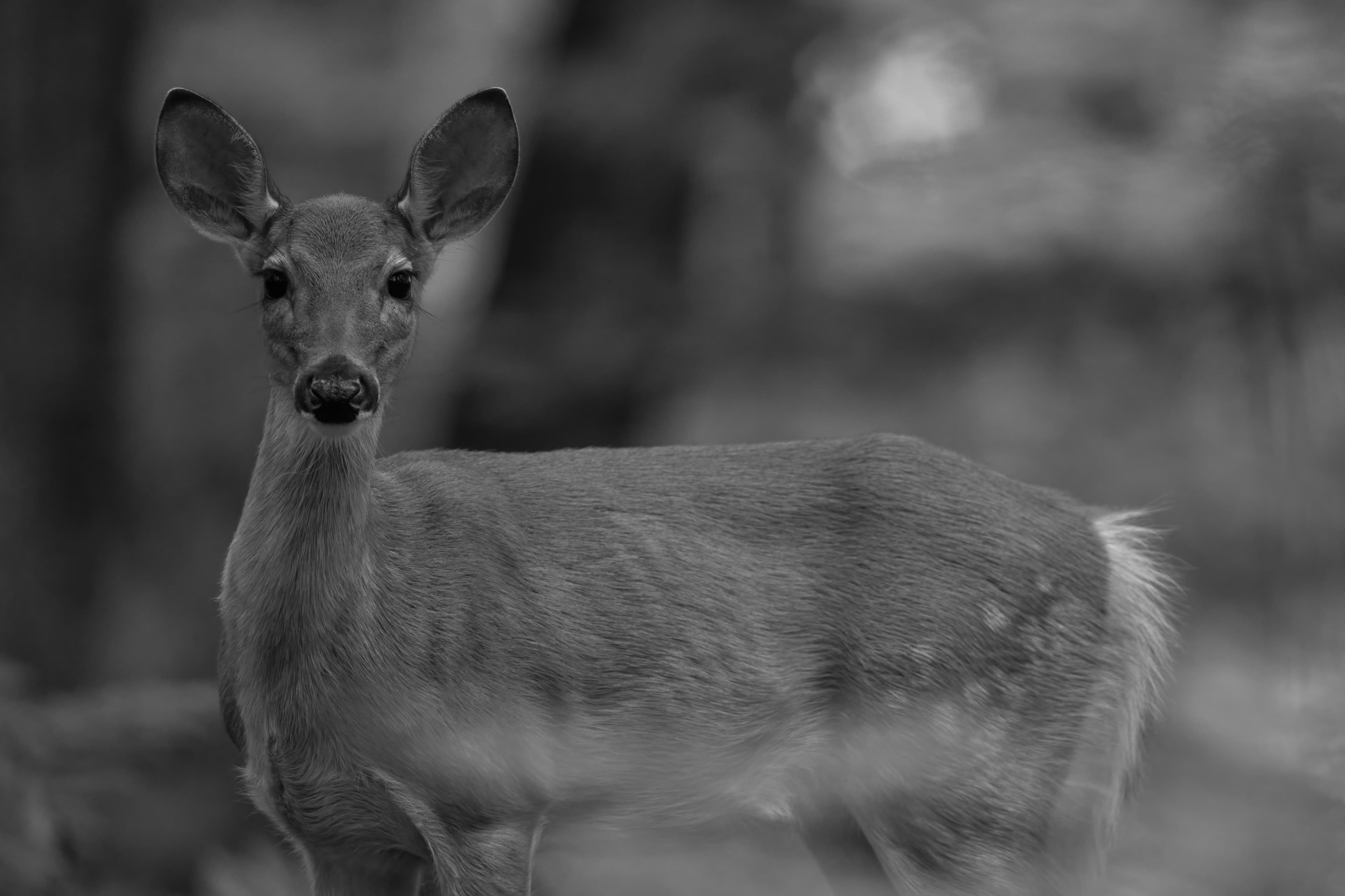 Wildlife — HaywardDeer 065 f denoise