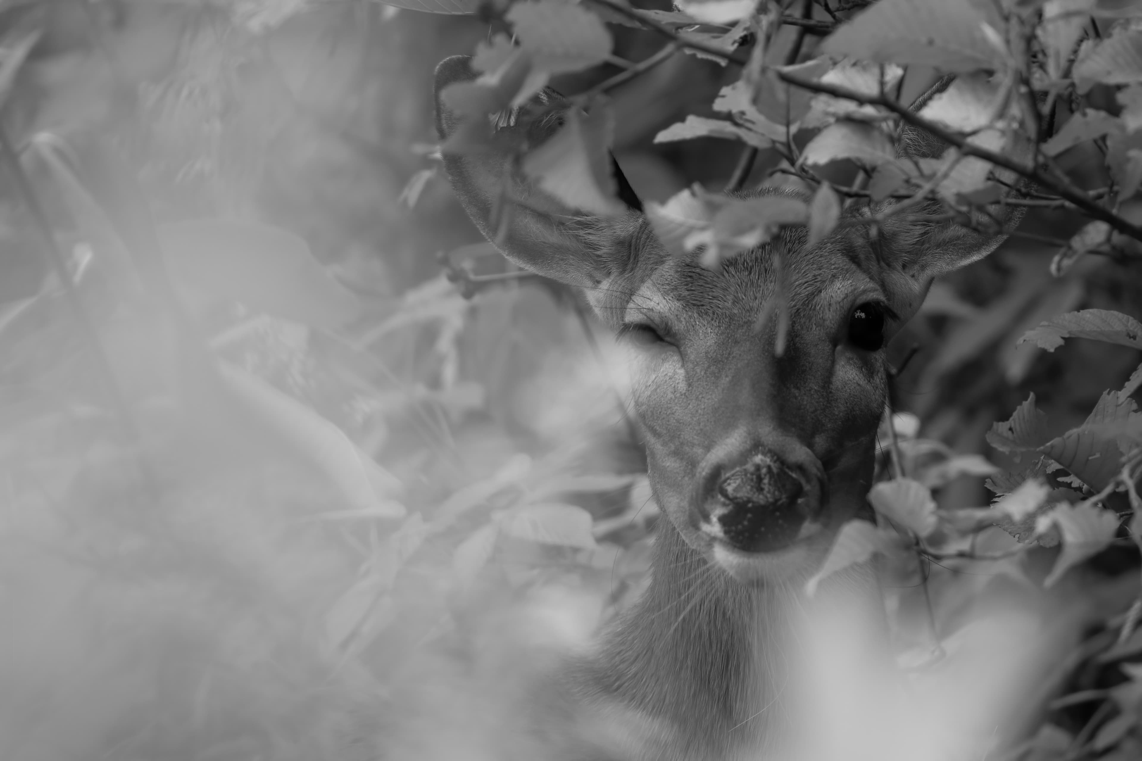 Wildlife — HaywardDeer 111 f denoise