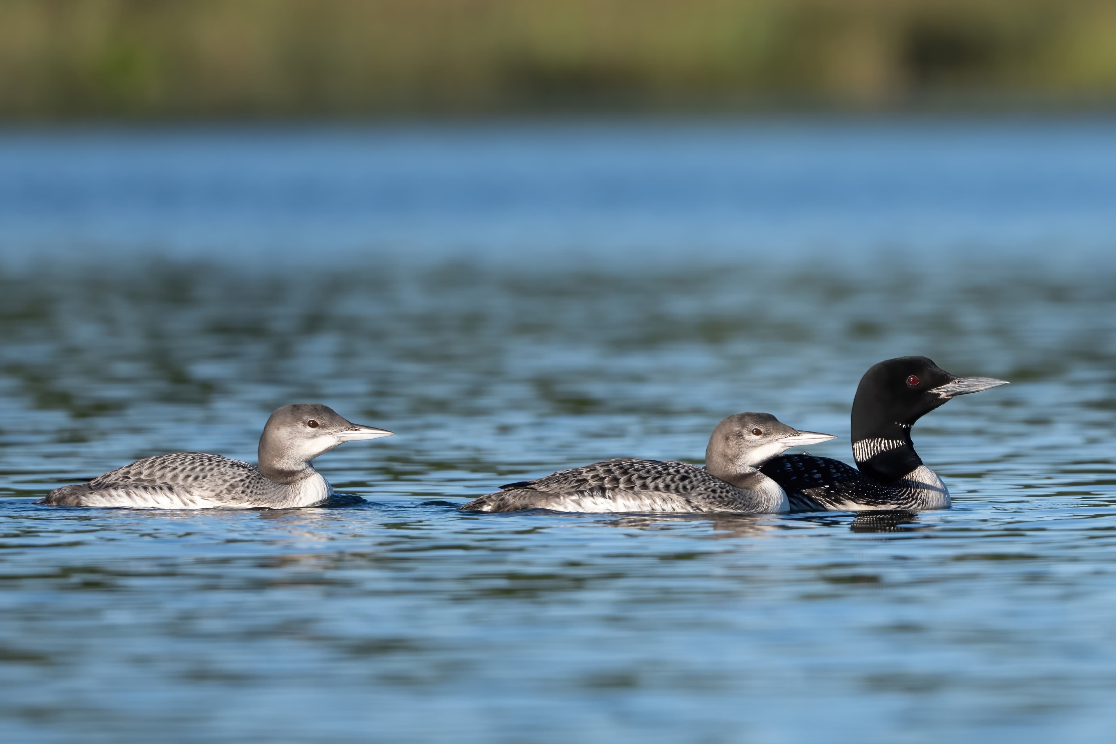 Wildlife — AfternoonLoon 001 Fin