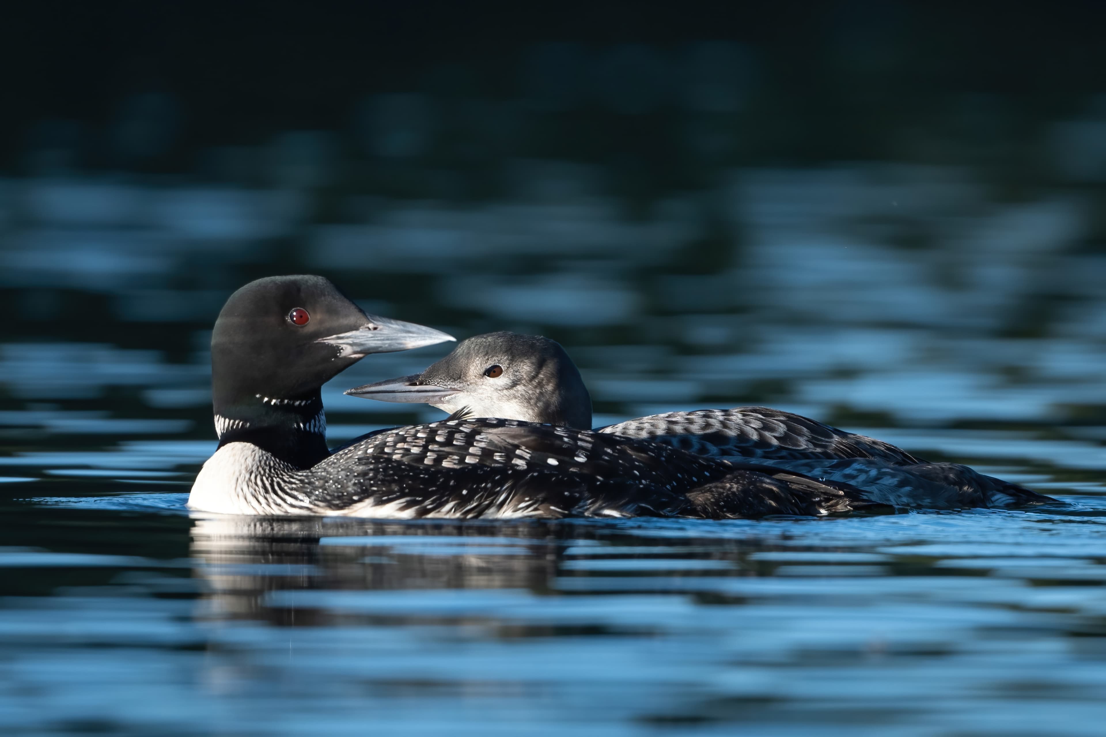 Wildlife — AfternoonLoon 036 3 Fin