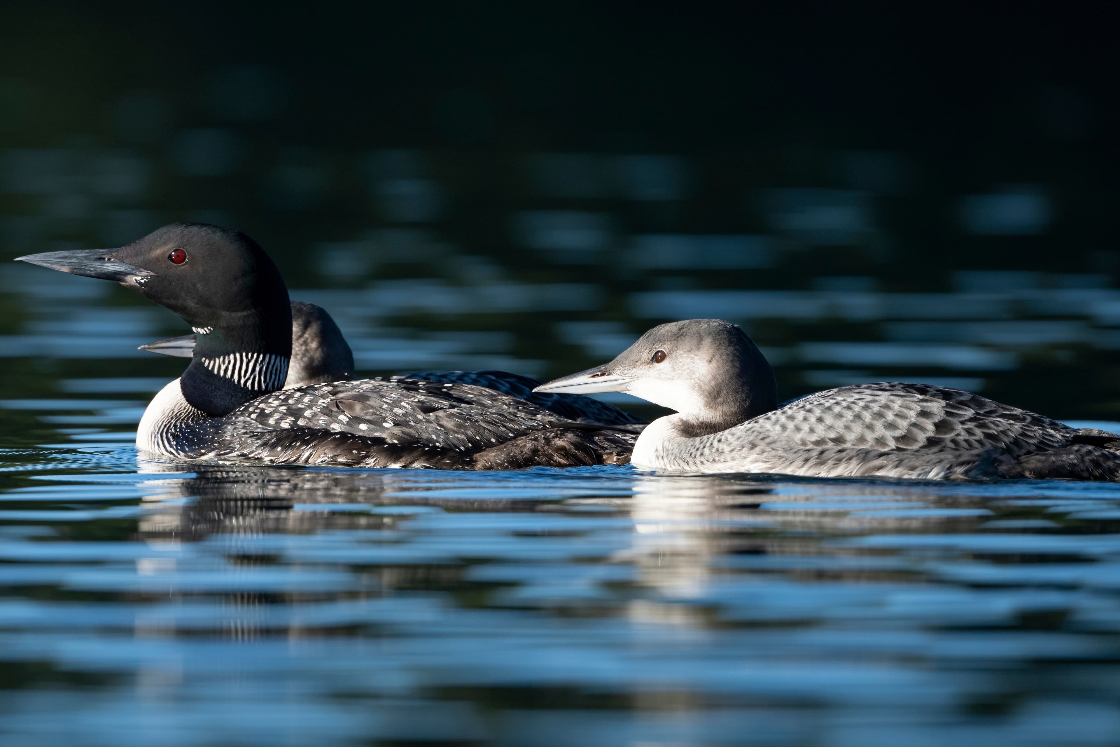 Wildlife — AfternoonLoon 043 f