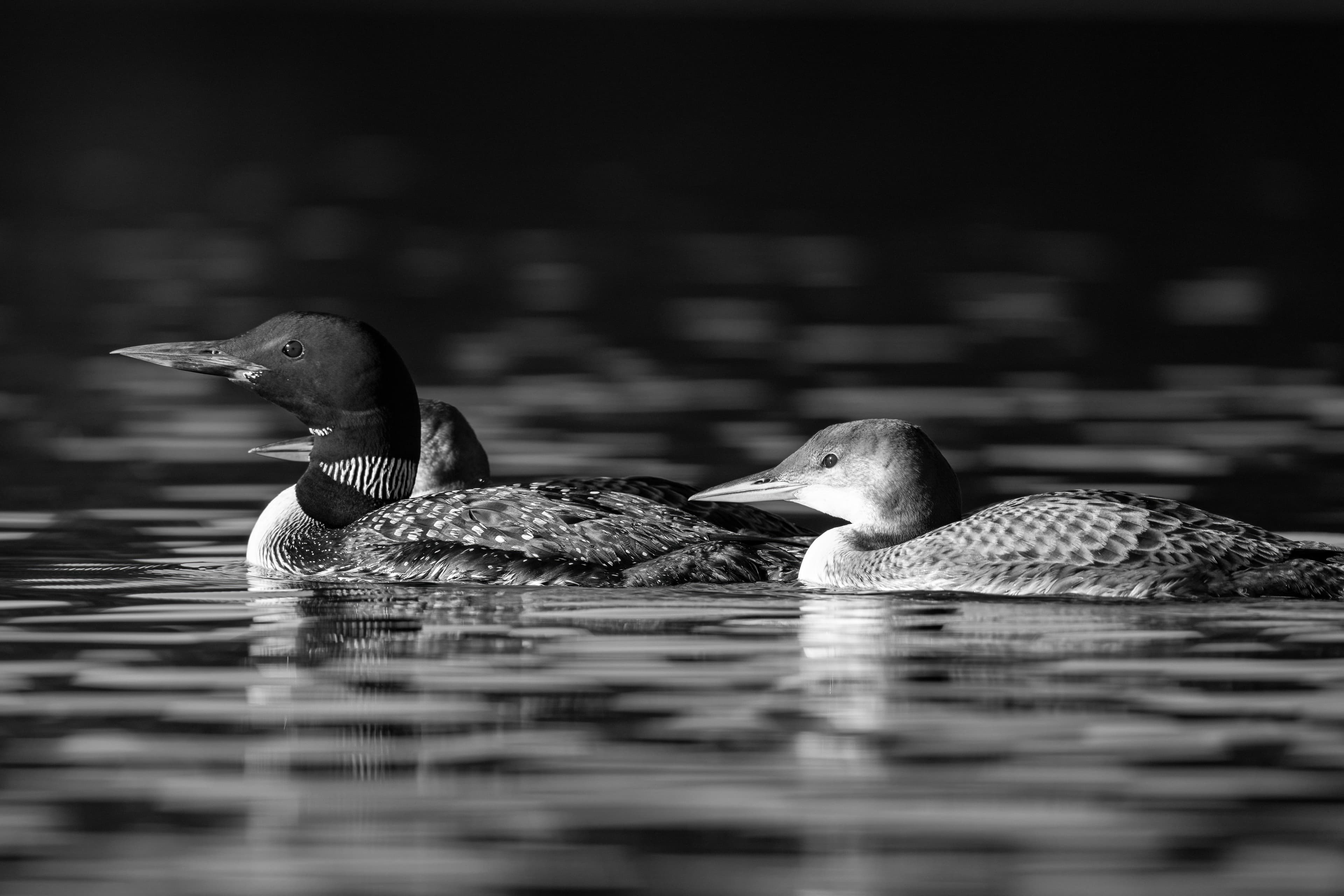 Wildlife — AfternoonLoon 043 1 f