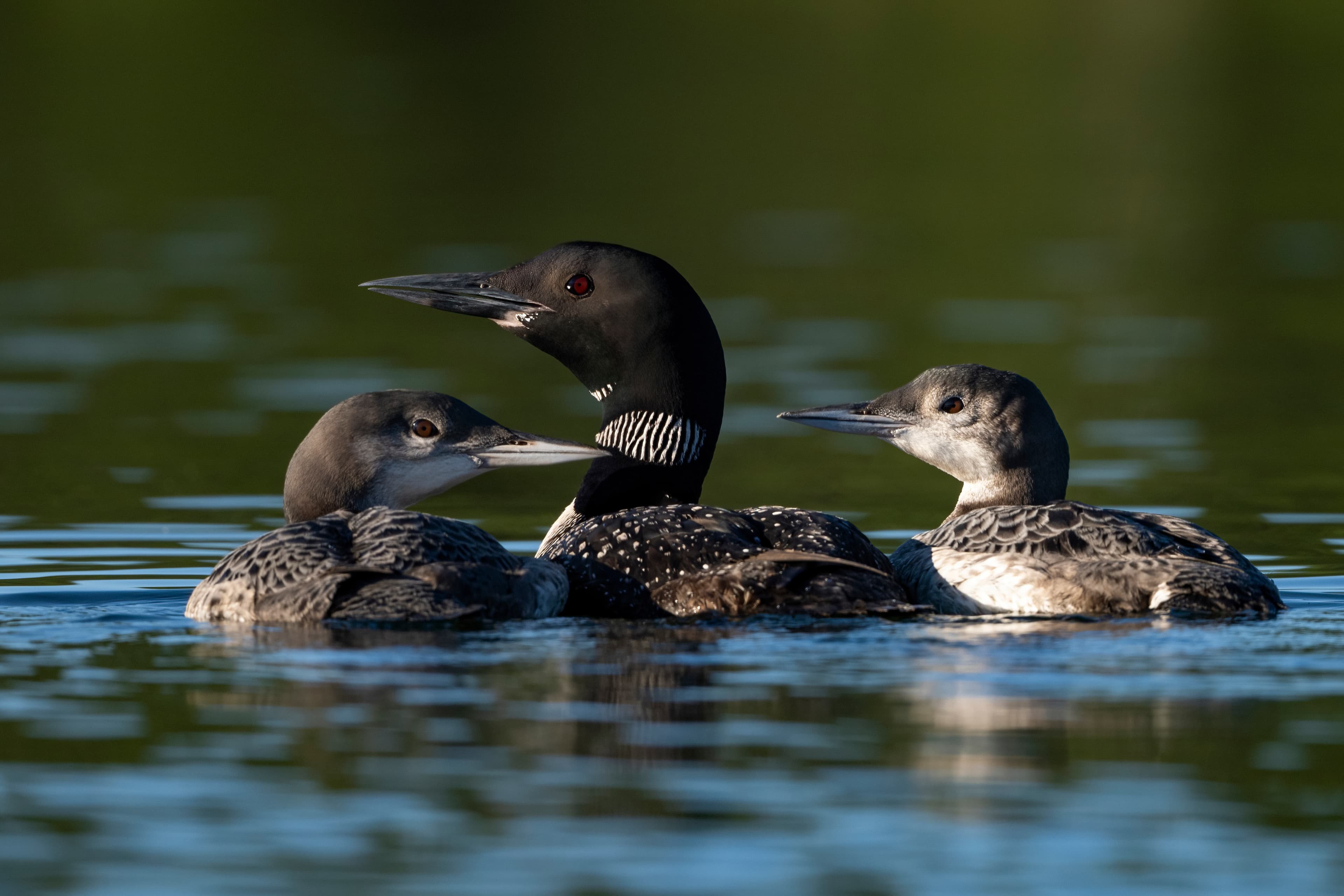 Wildlife — AfternoonLoon 072 f