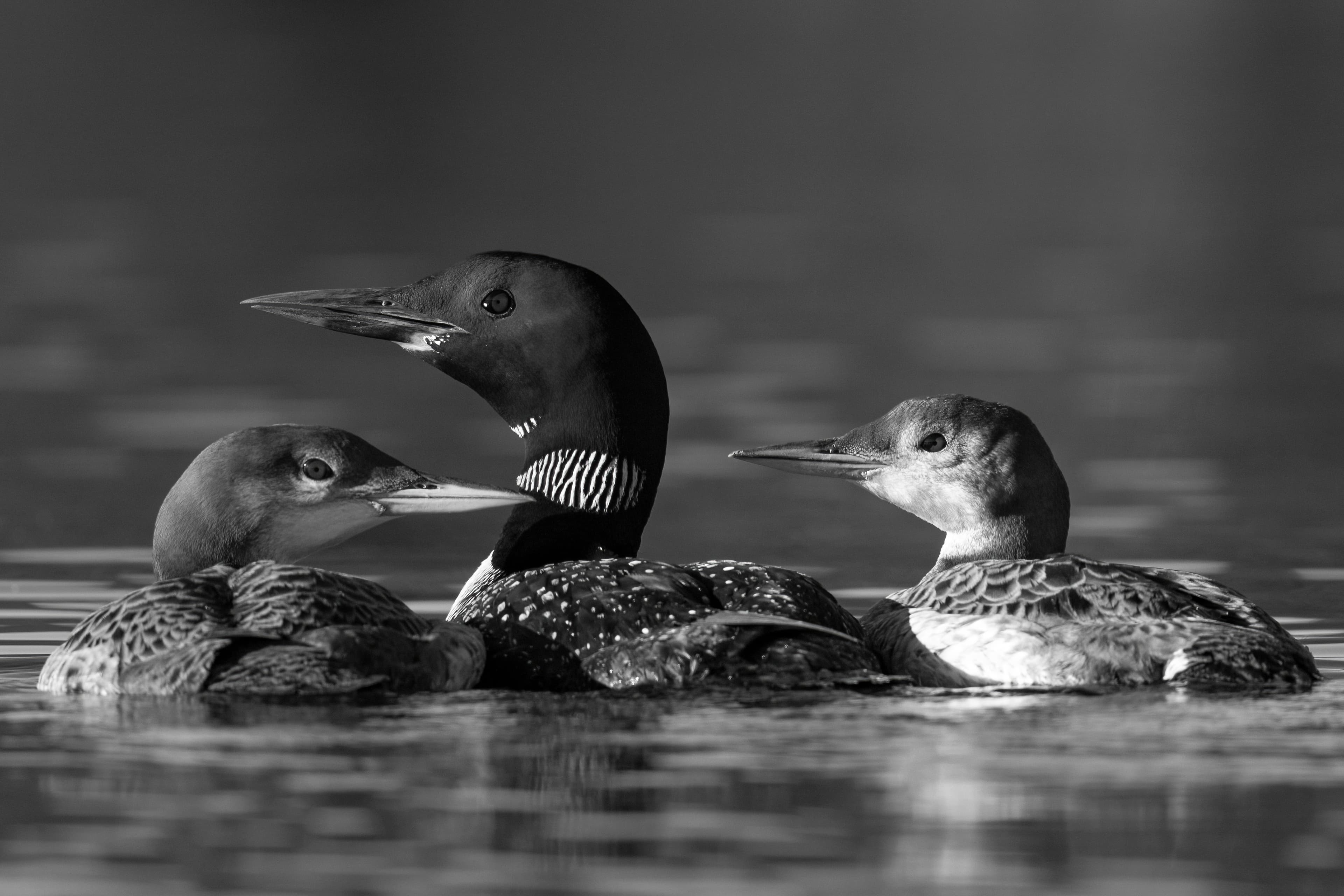 Wildlife — AfternoonLoon 072 1 f