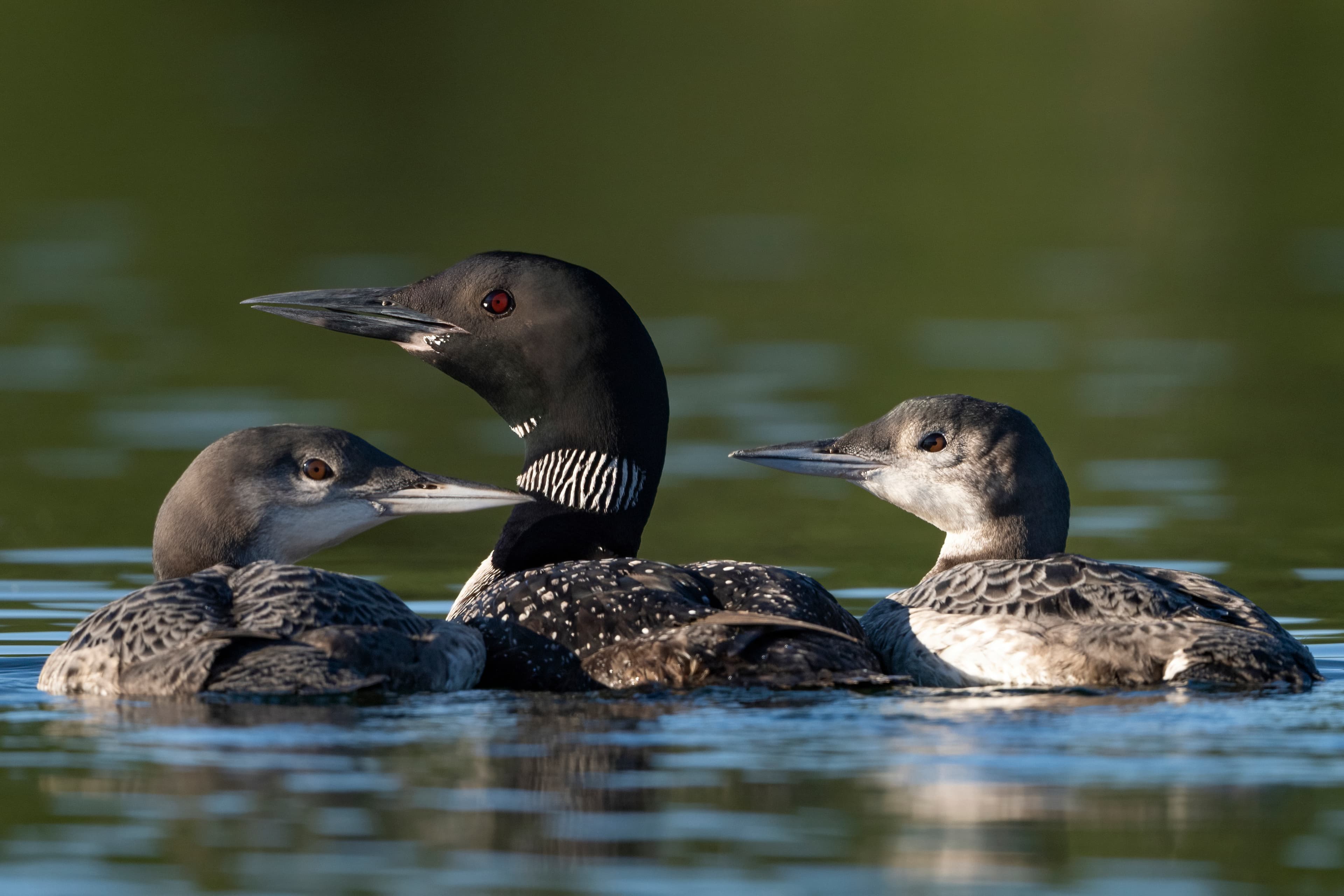 Wildlife — AfternoonLoon 072 2 f