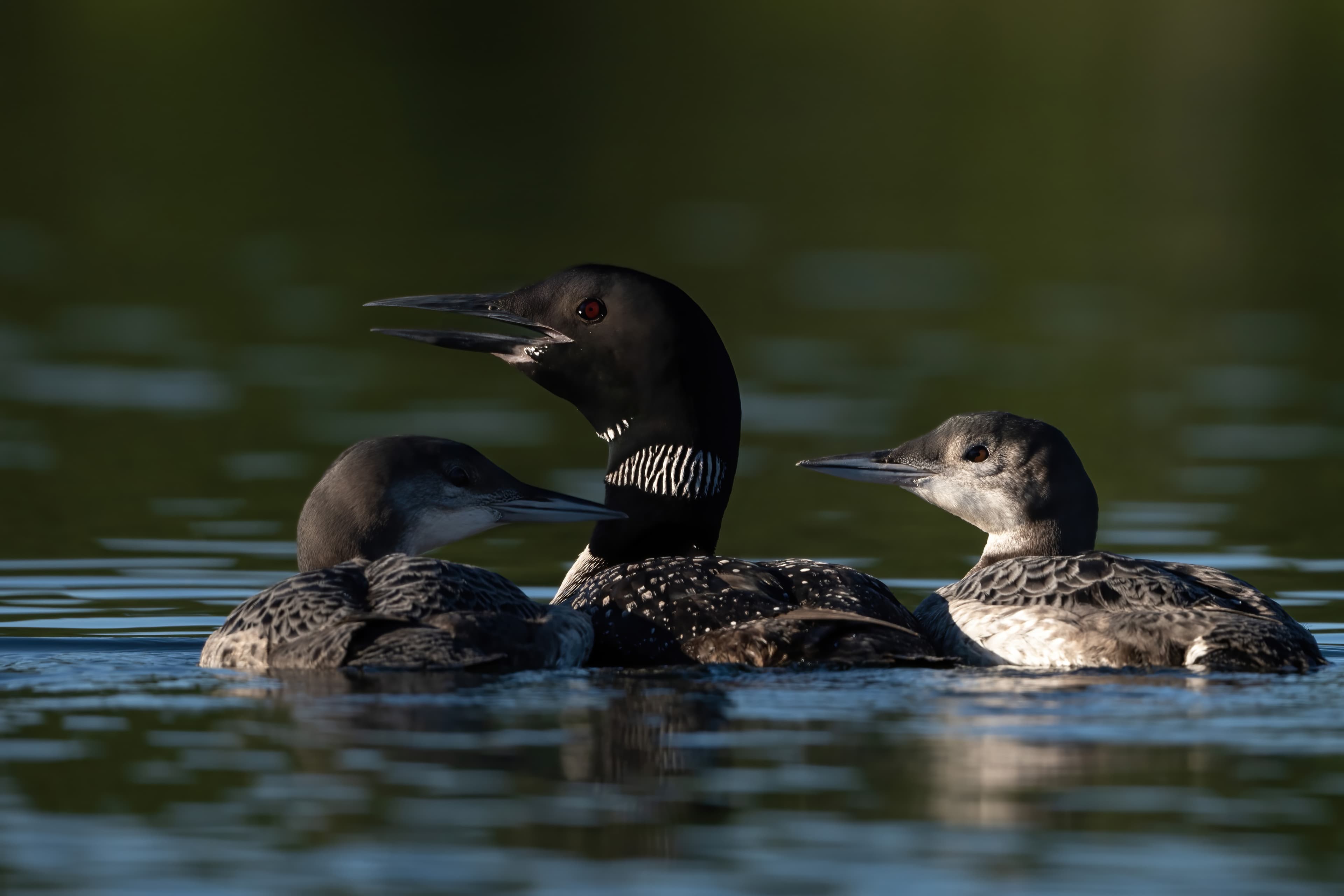 Wildlife — AfternoonLoon 073 Fin