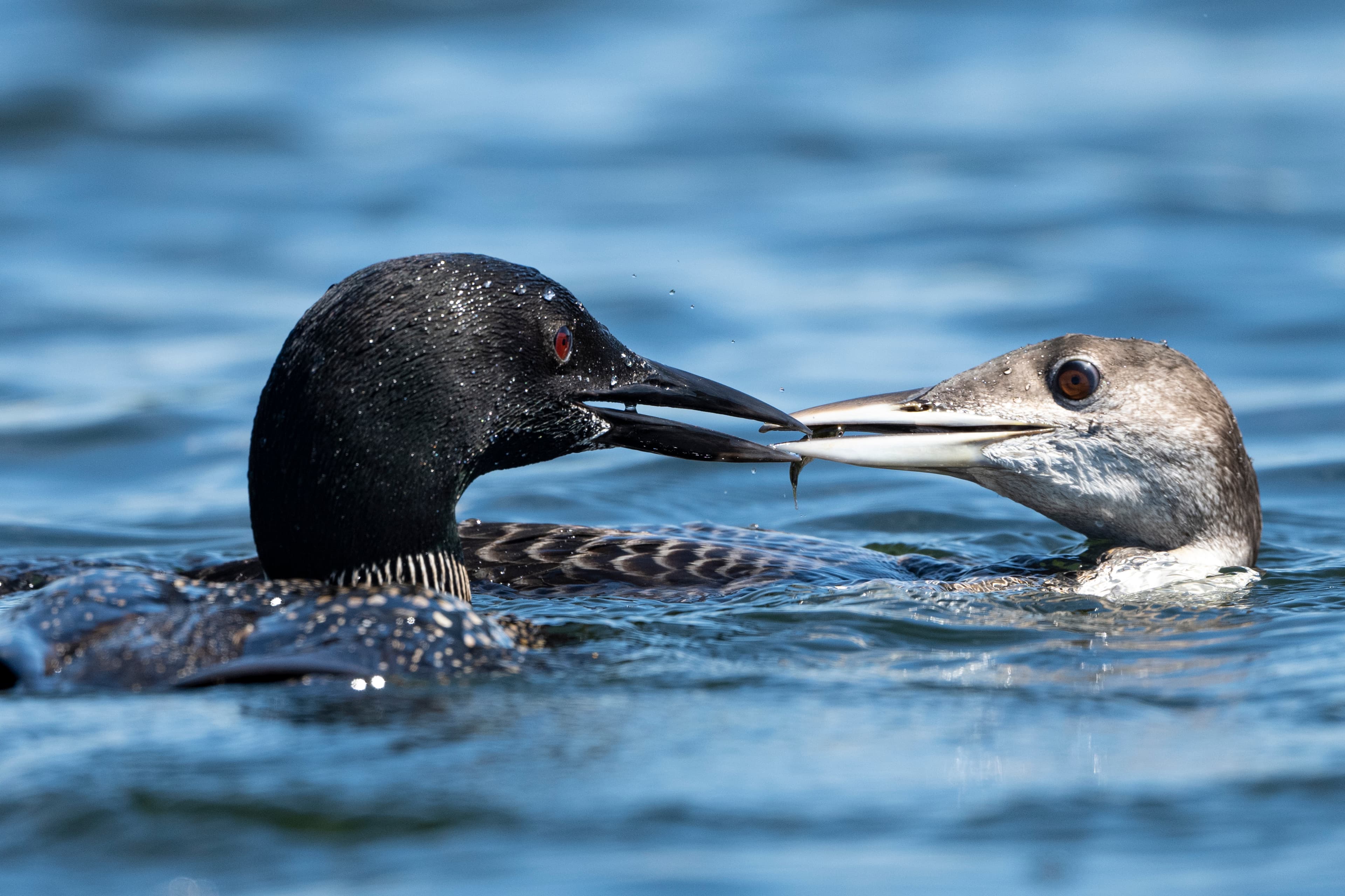 Wildlife — LoonFeed 307