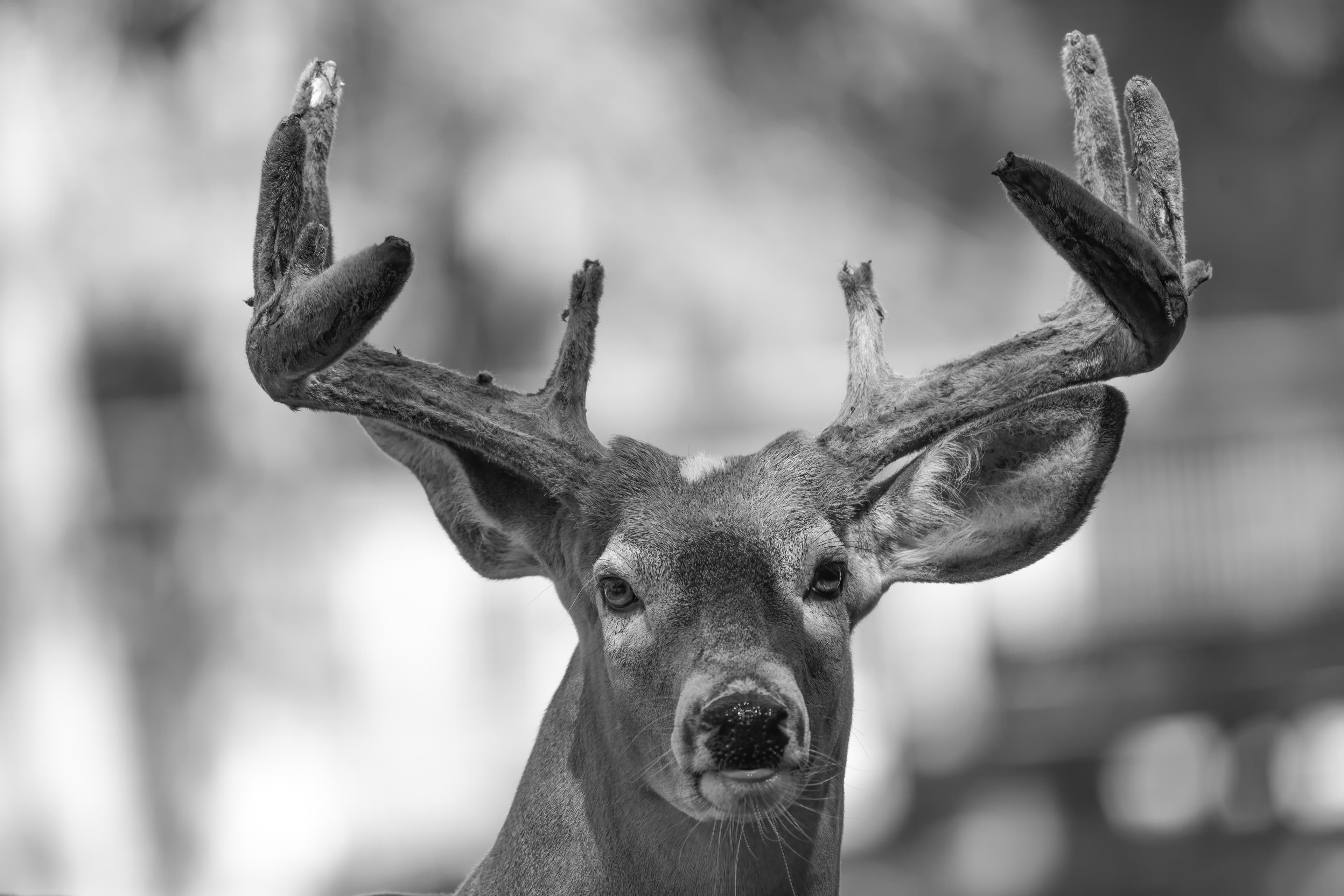 Wildlife — Deer 119 Fin