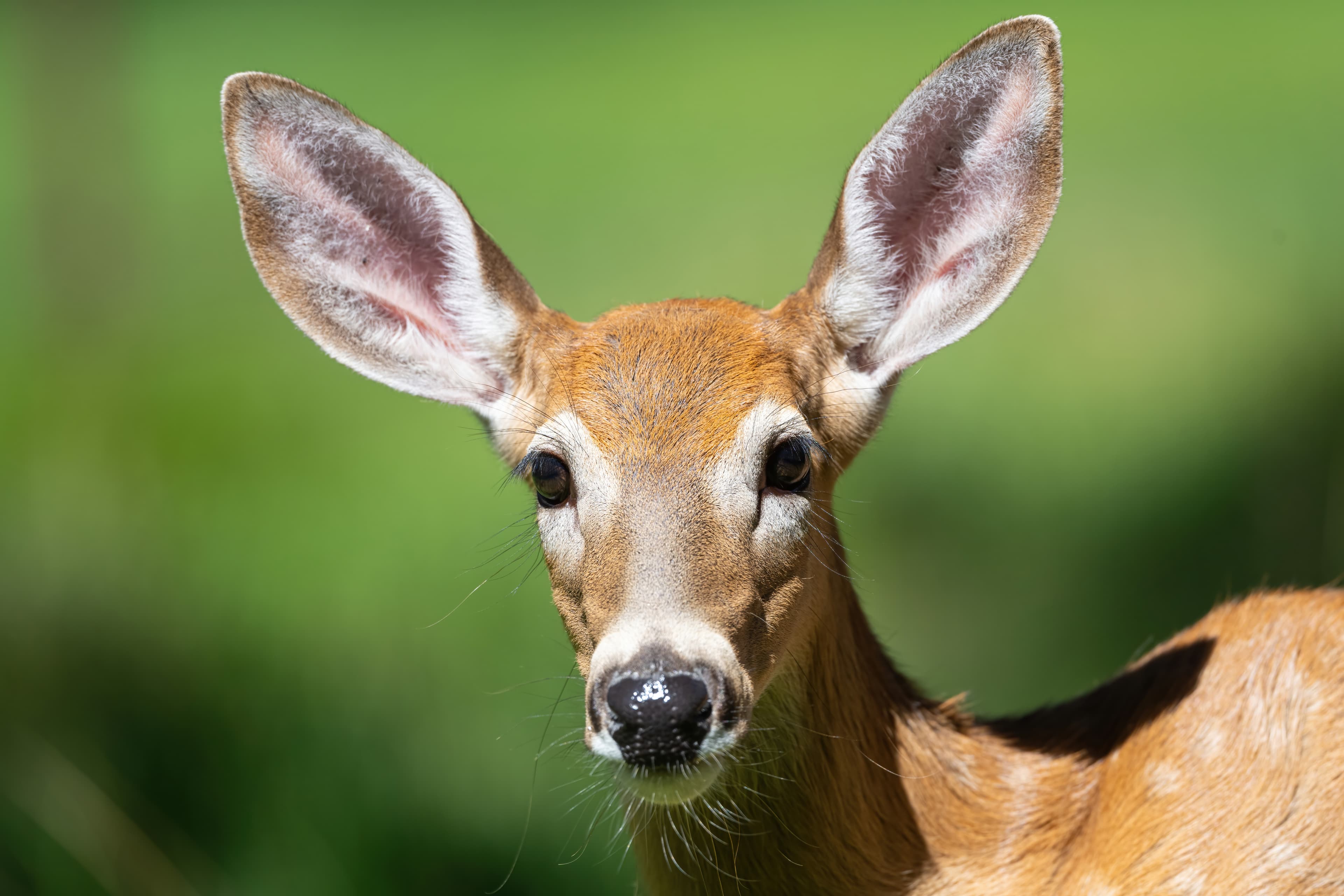 Wildlife — Deer 160 Fin