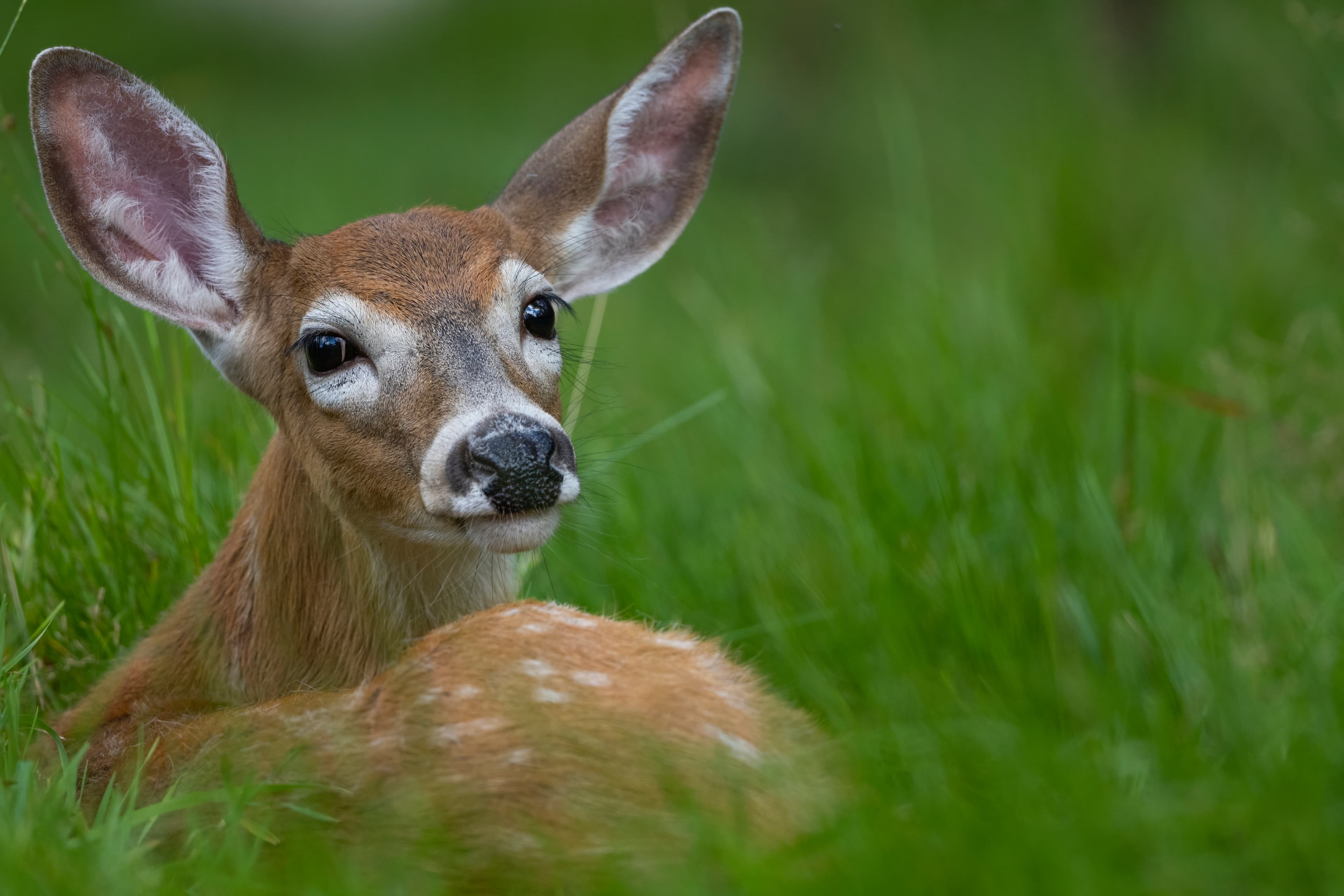 Wildlife — Deer 462 f