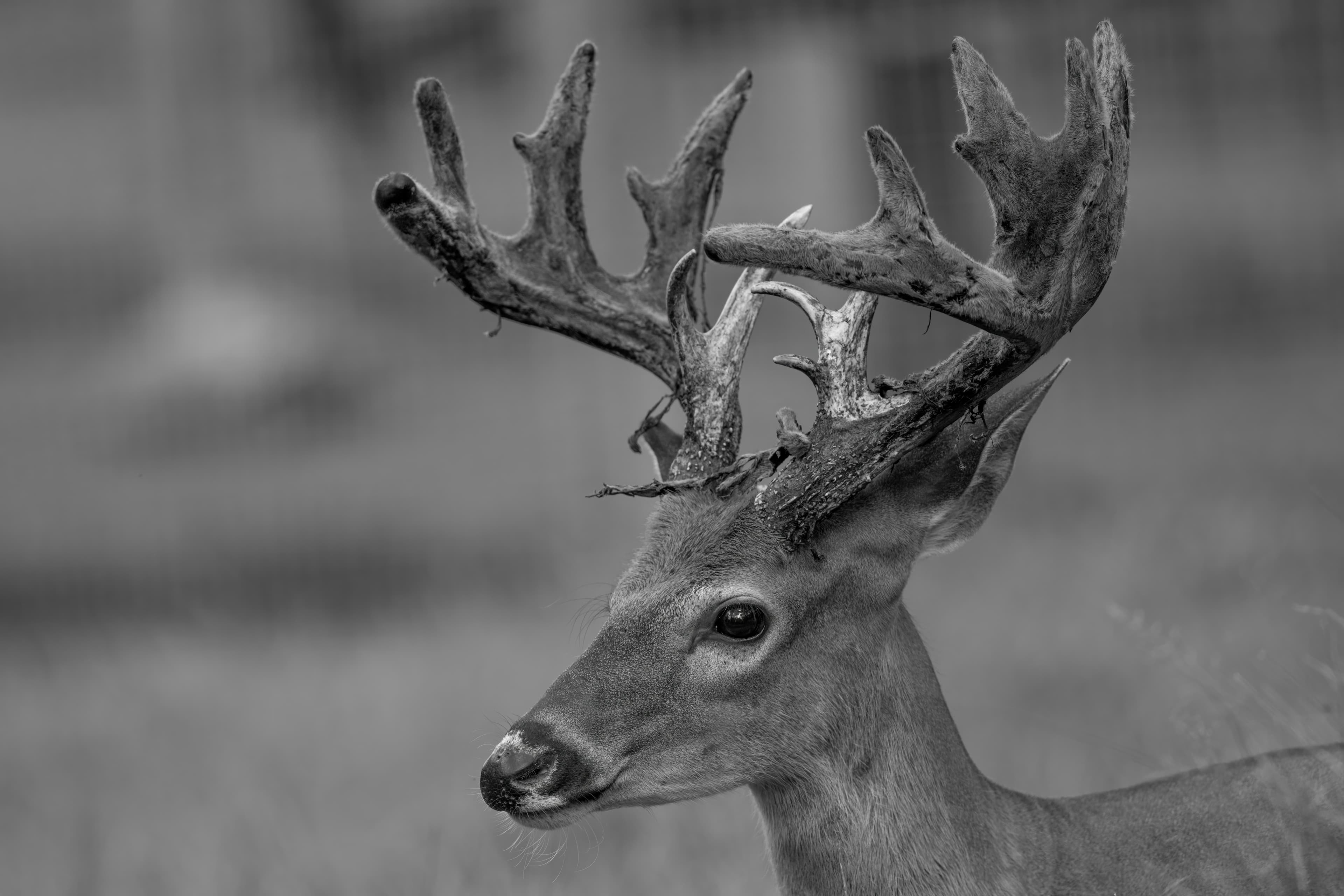 Wildlife — Deer 546 1 f