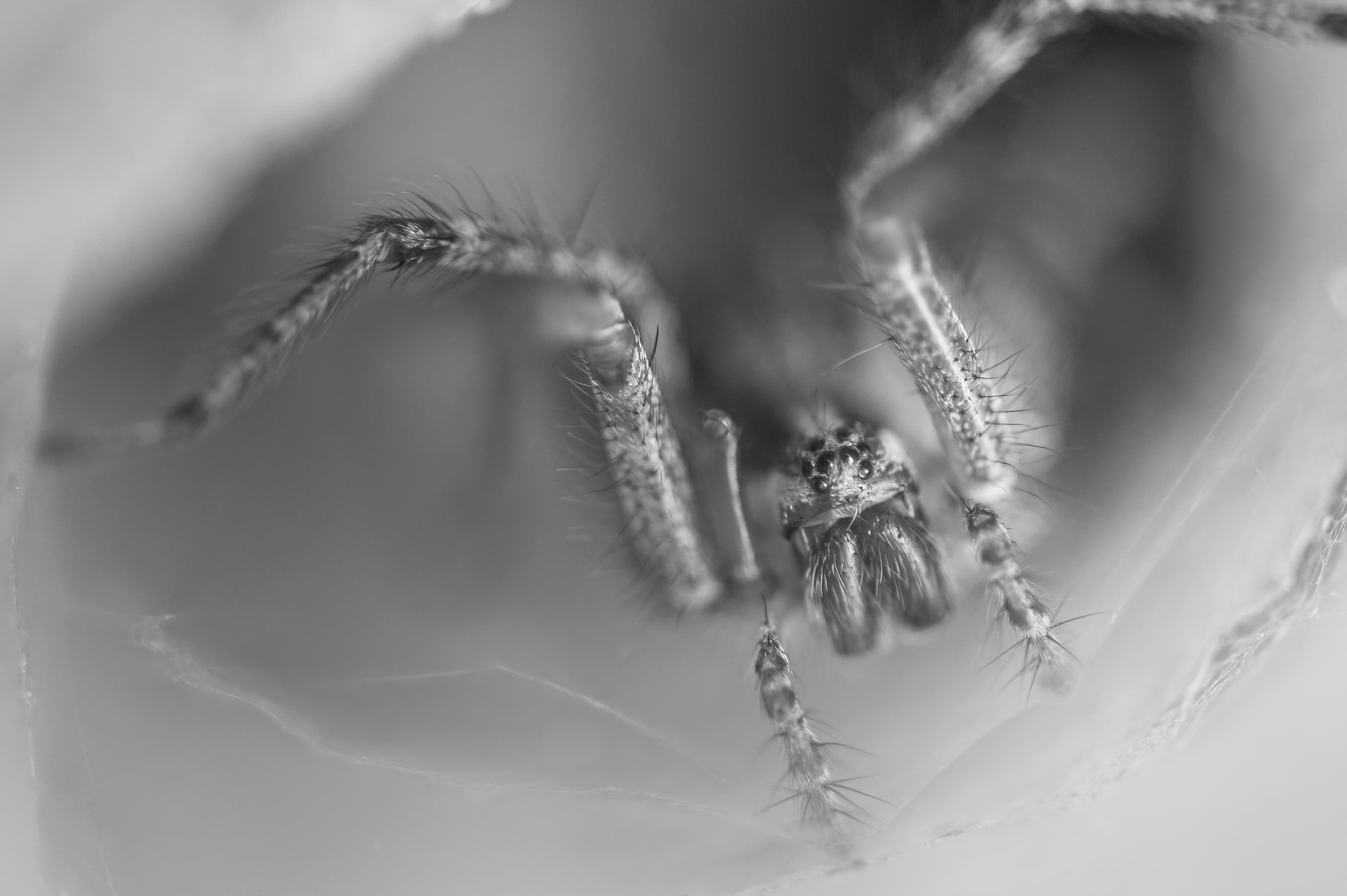Wildlife — Spiddy43 1 f