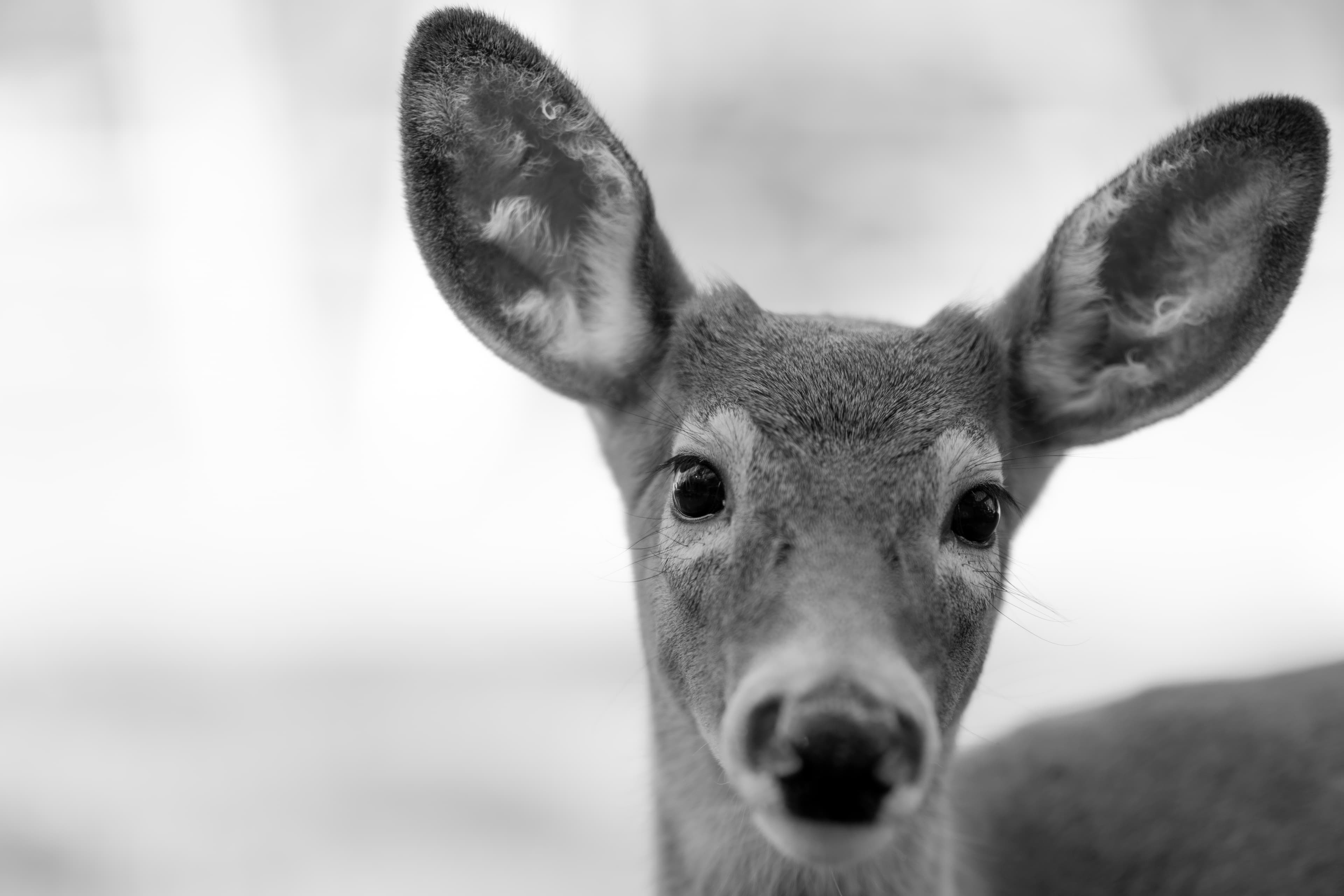 Wildlife — WI Deer089