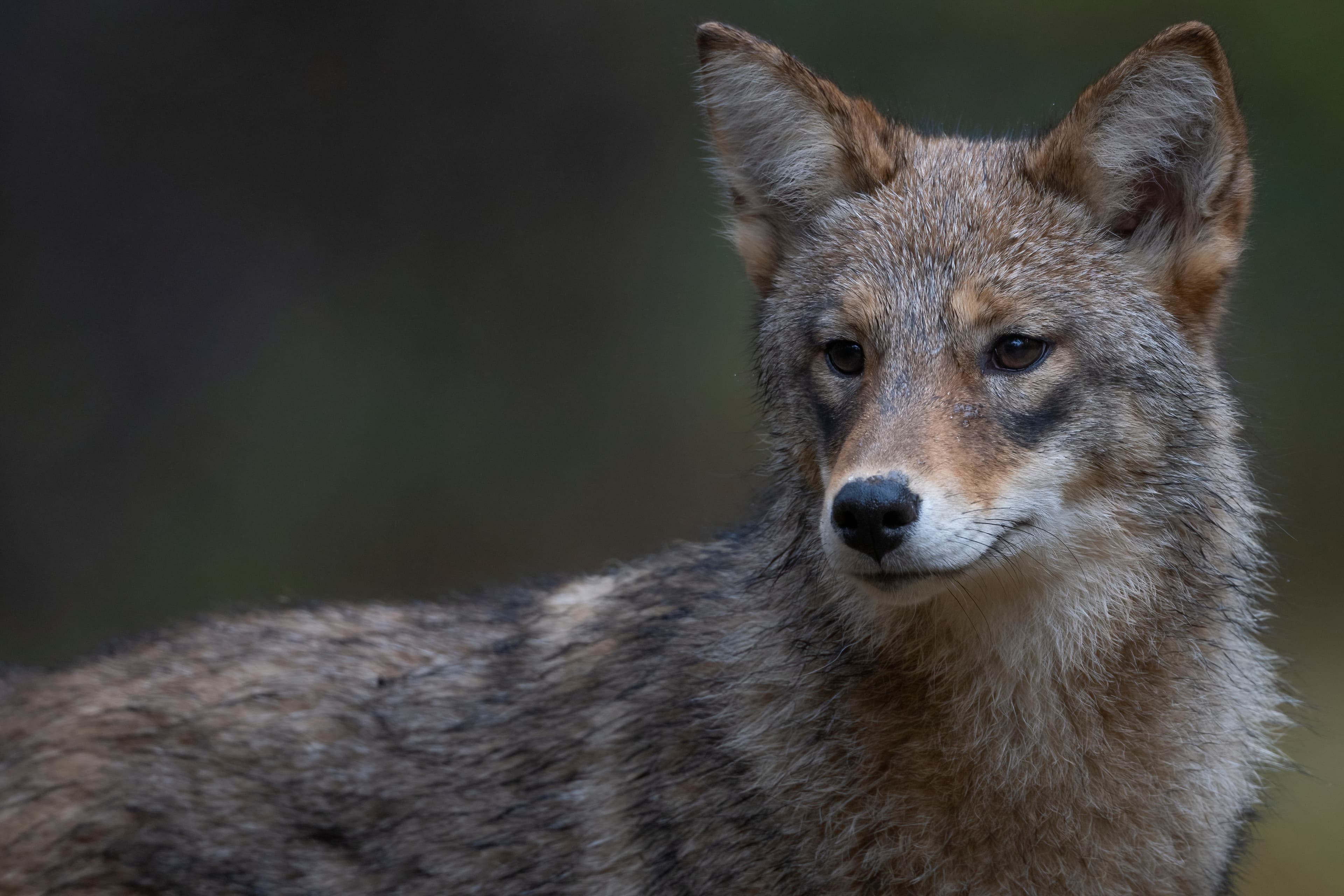 Wildlife — Fluffy 01002 f