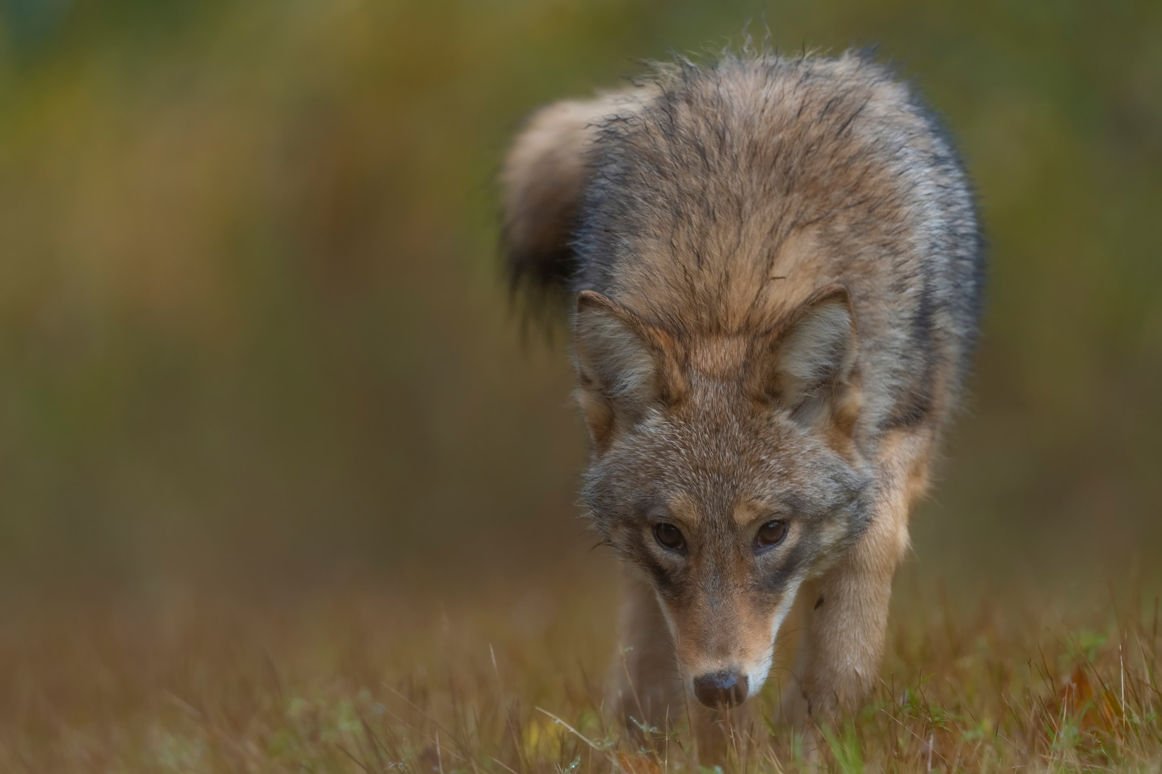Wildlife — Fluffy 01063 f