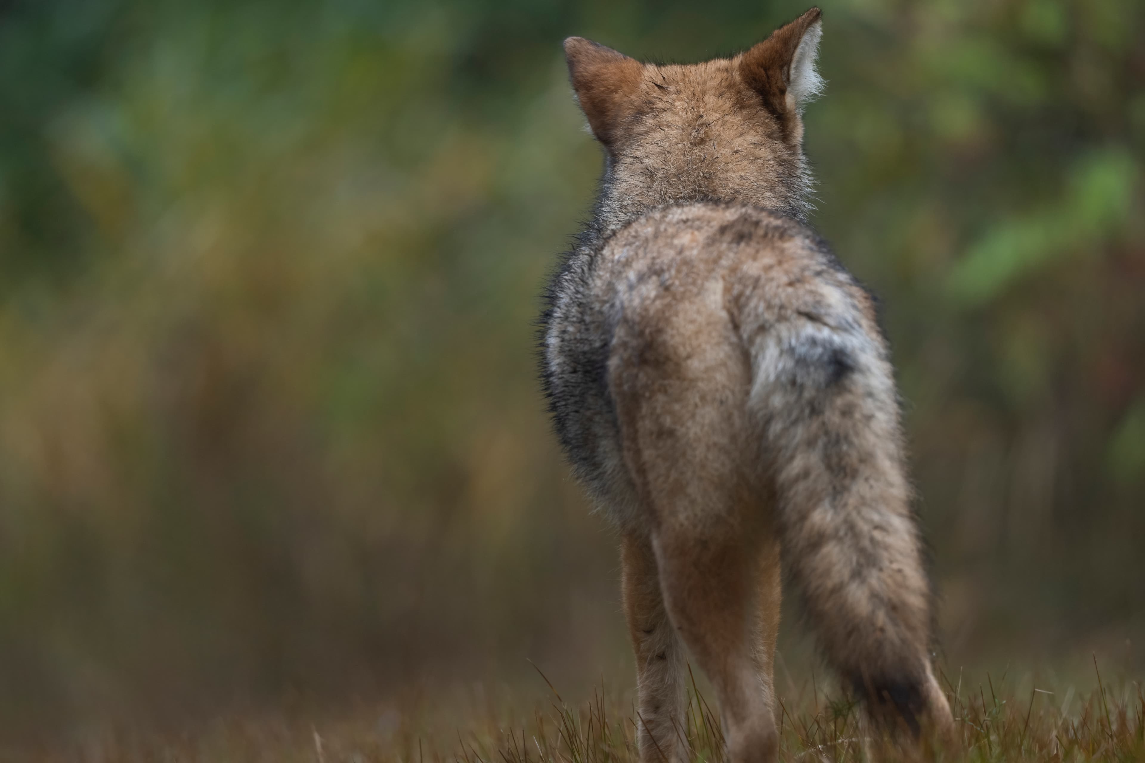 Wildlife — Fluffy 01111 f