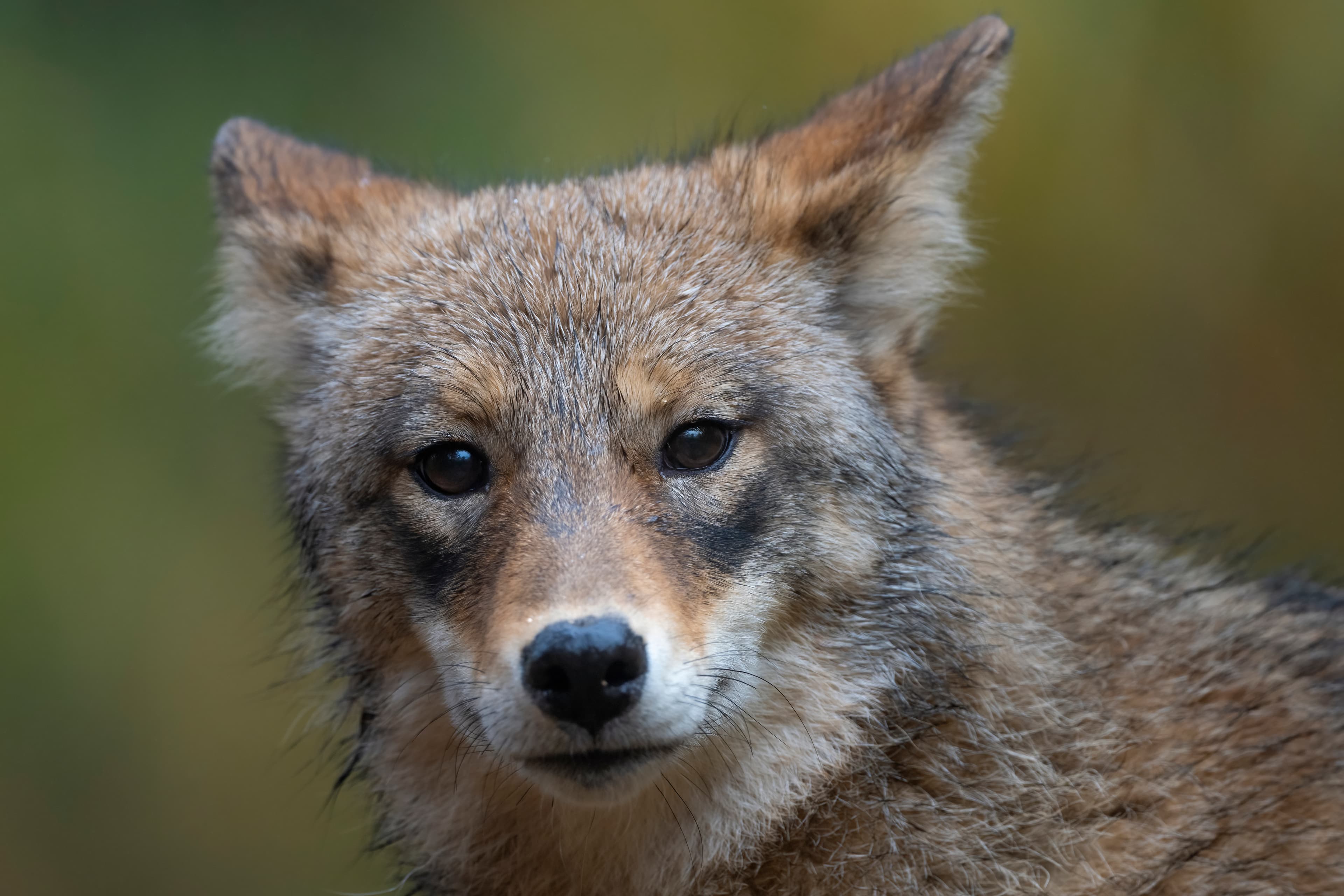 Wildlife — Fluffy 01254 f