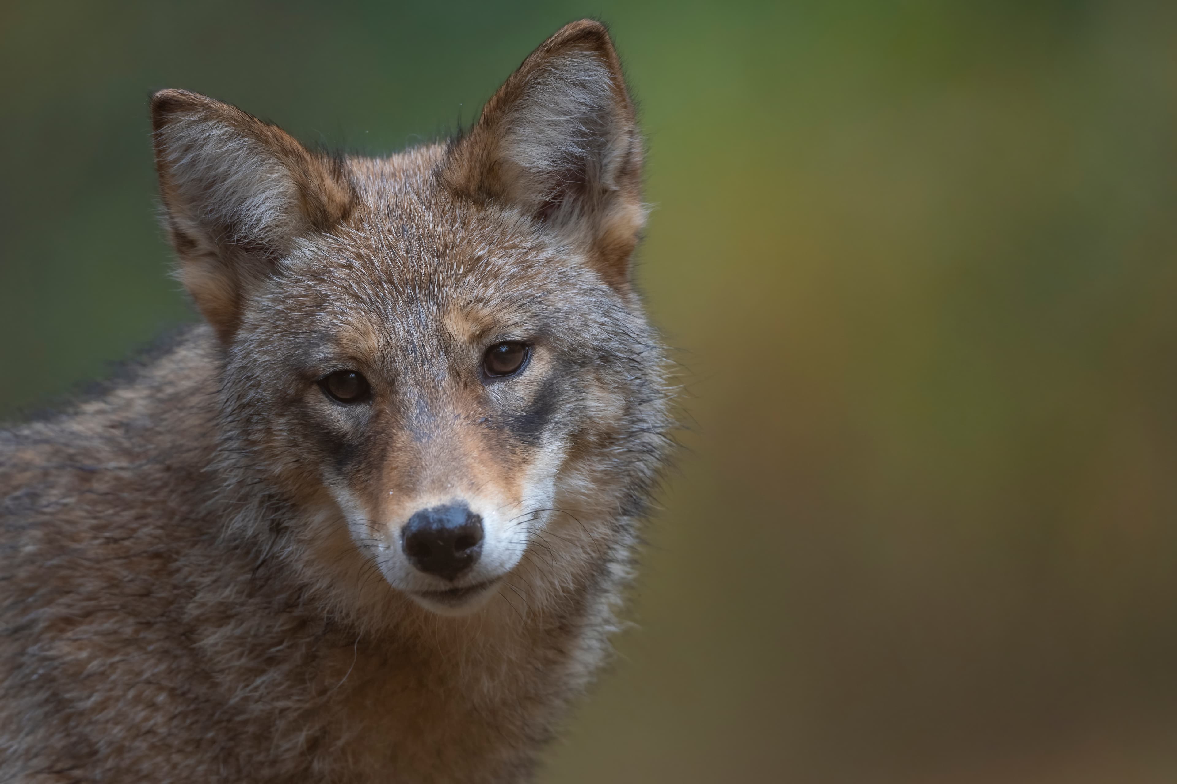 Wildlife — Fluffy 01315 f
