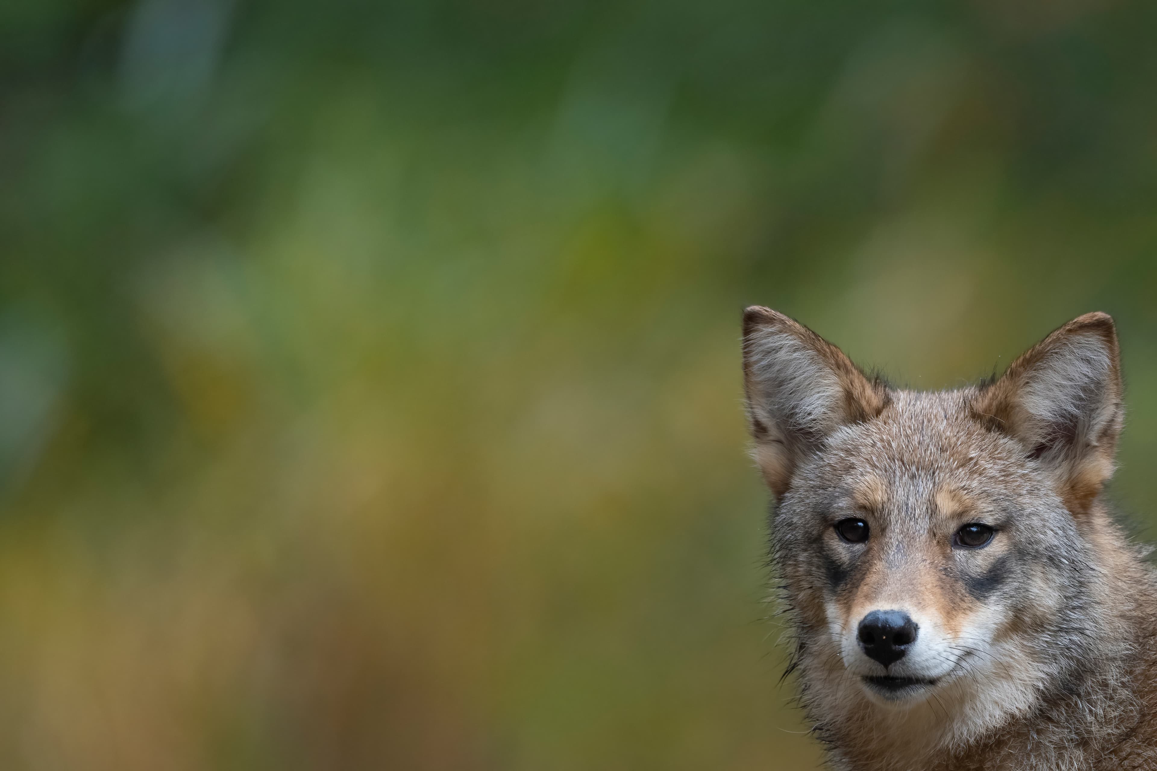 Wildlife — Fluffy 01337 f