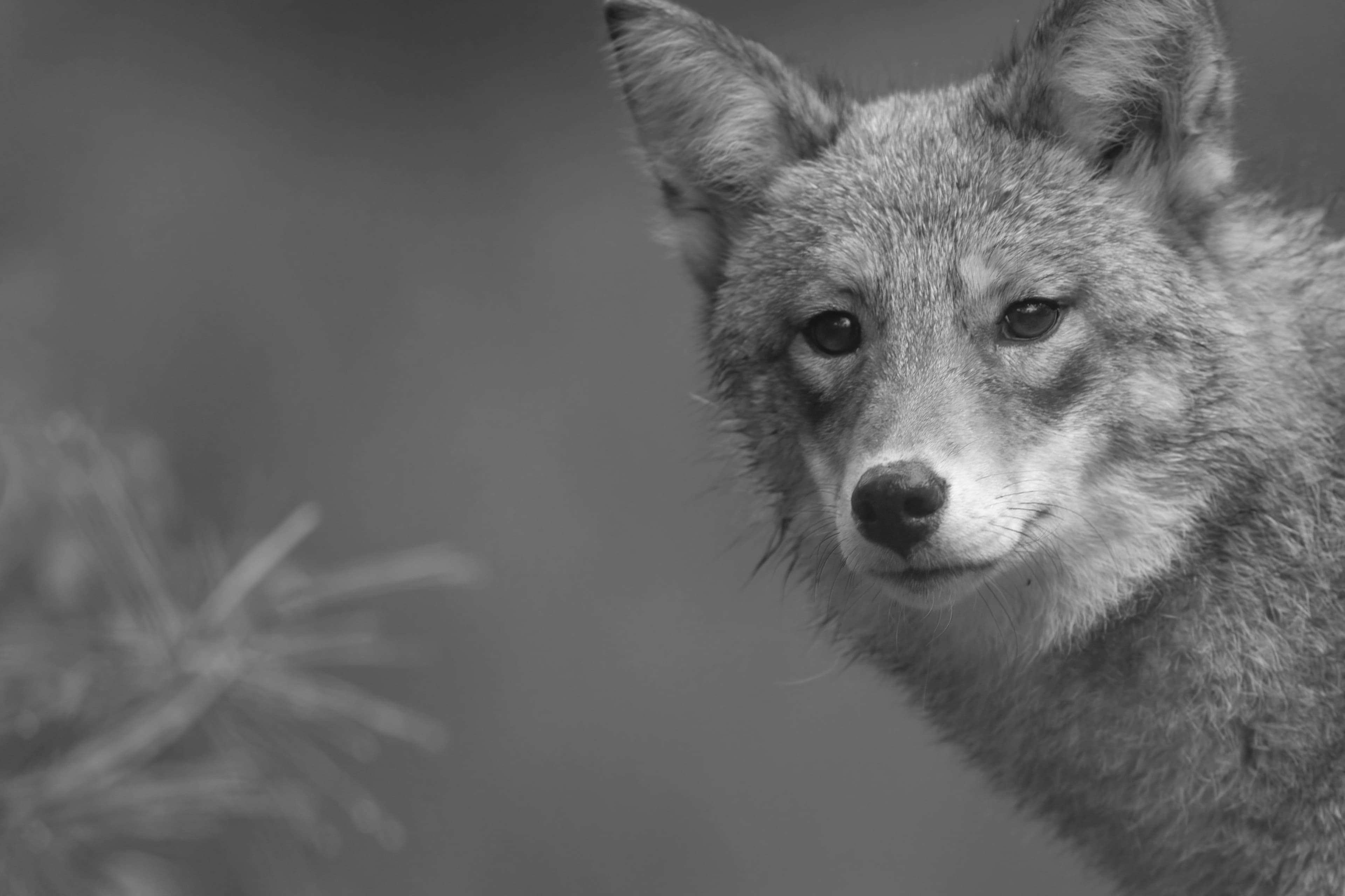Wildlife — Fluffy 01360 f