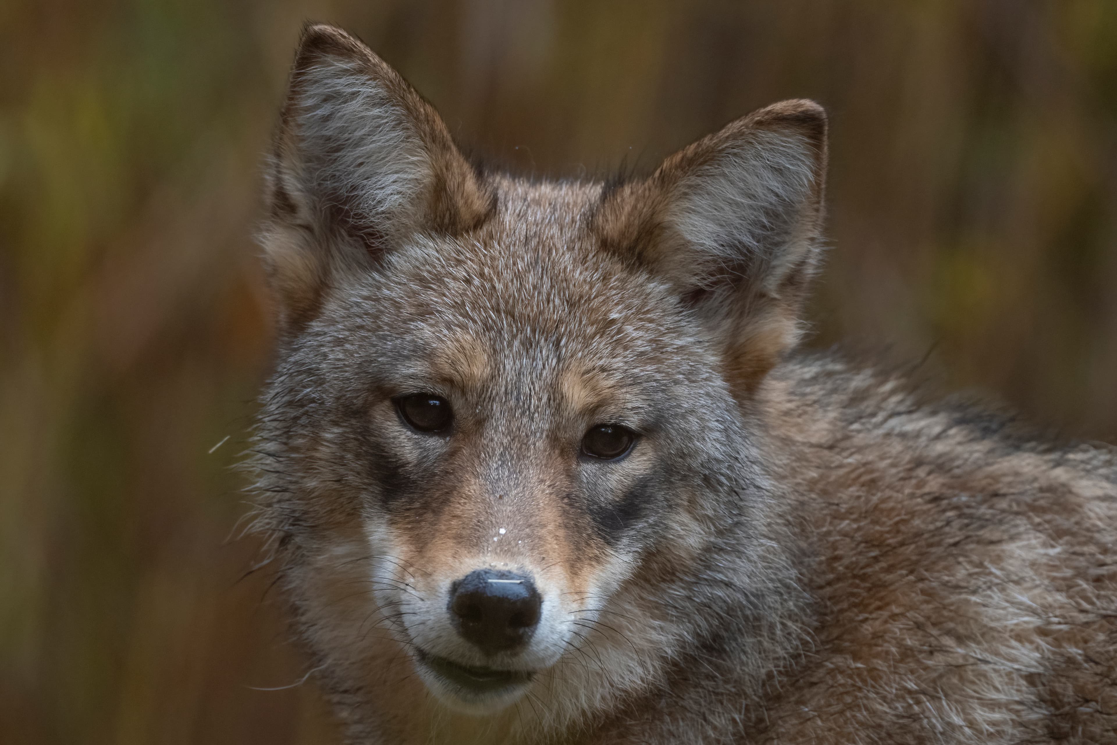 Wildlife — Fluffy 01597 f