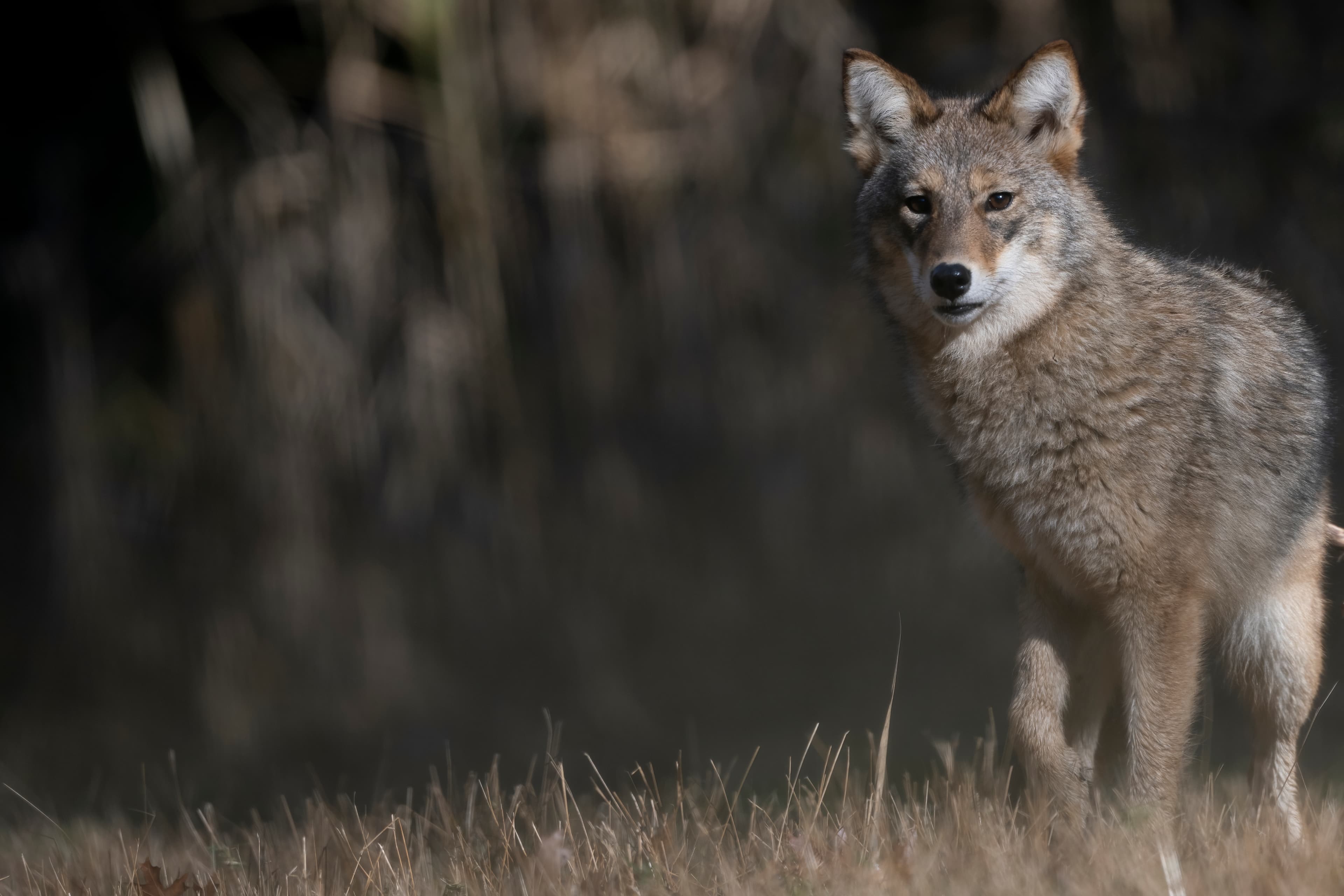 Wildlife — Fluffy0213 f