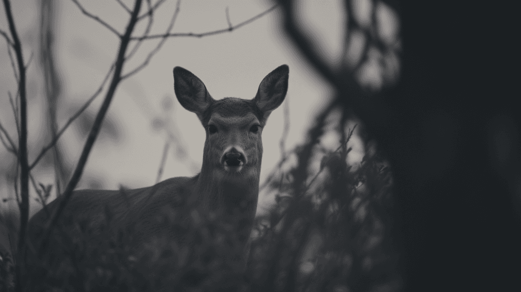 Wildlife — ADULTS03