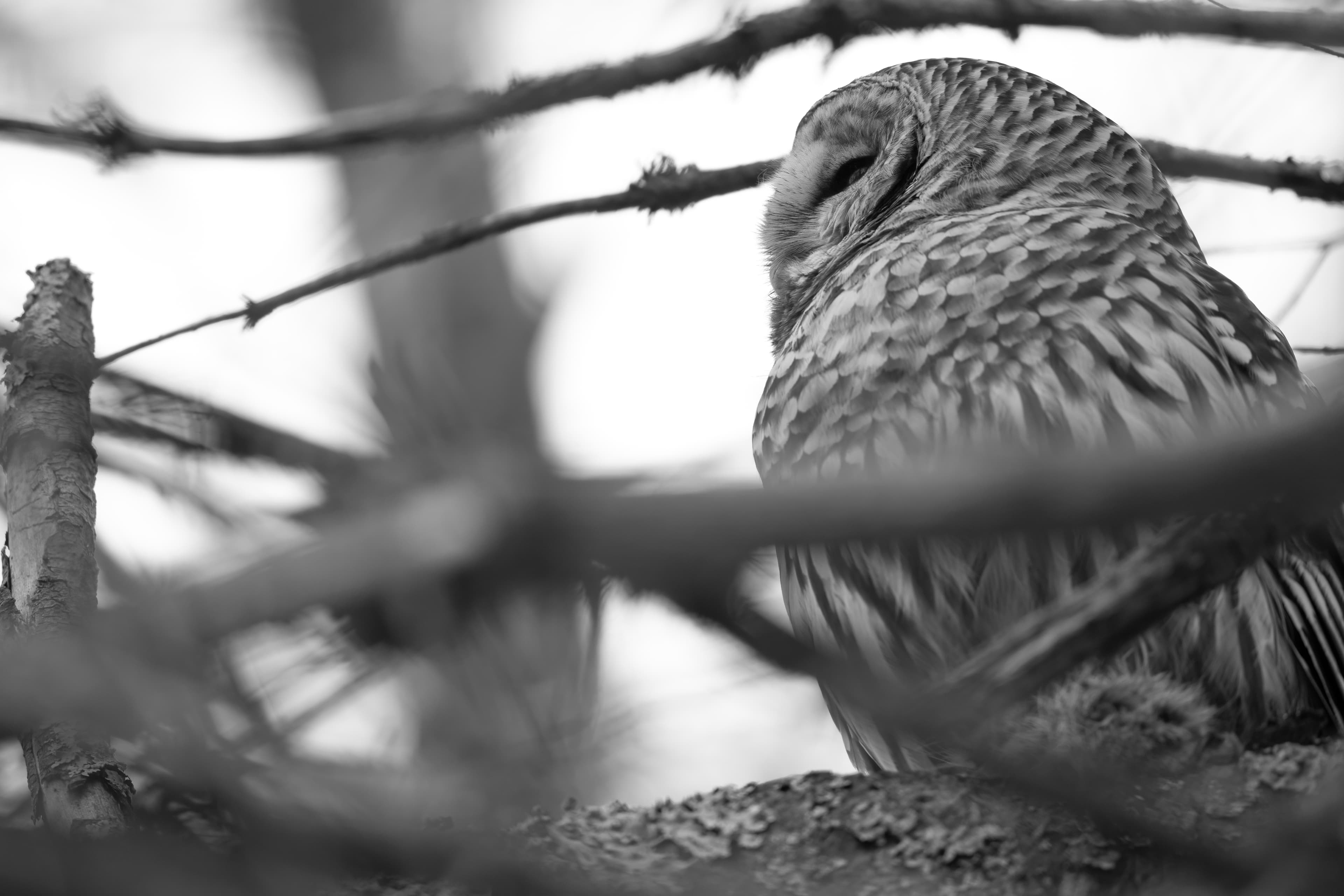 Wildlife — Mr. Owl Squi107 f