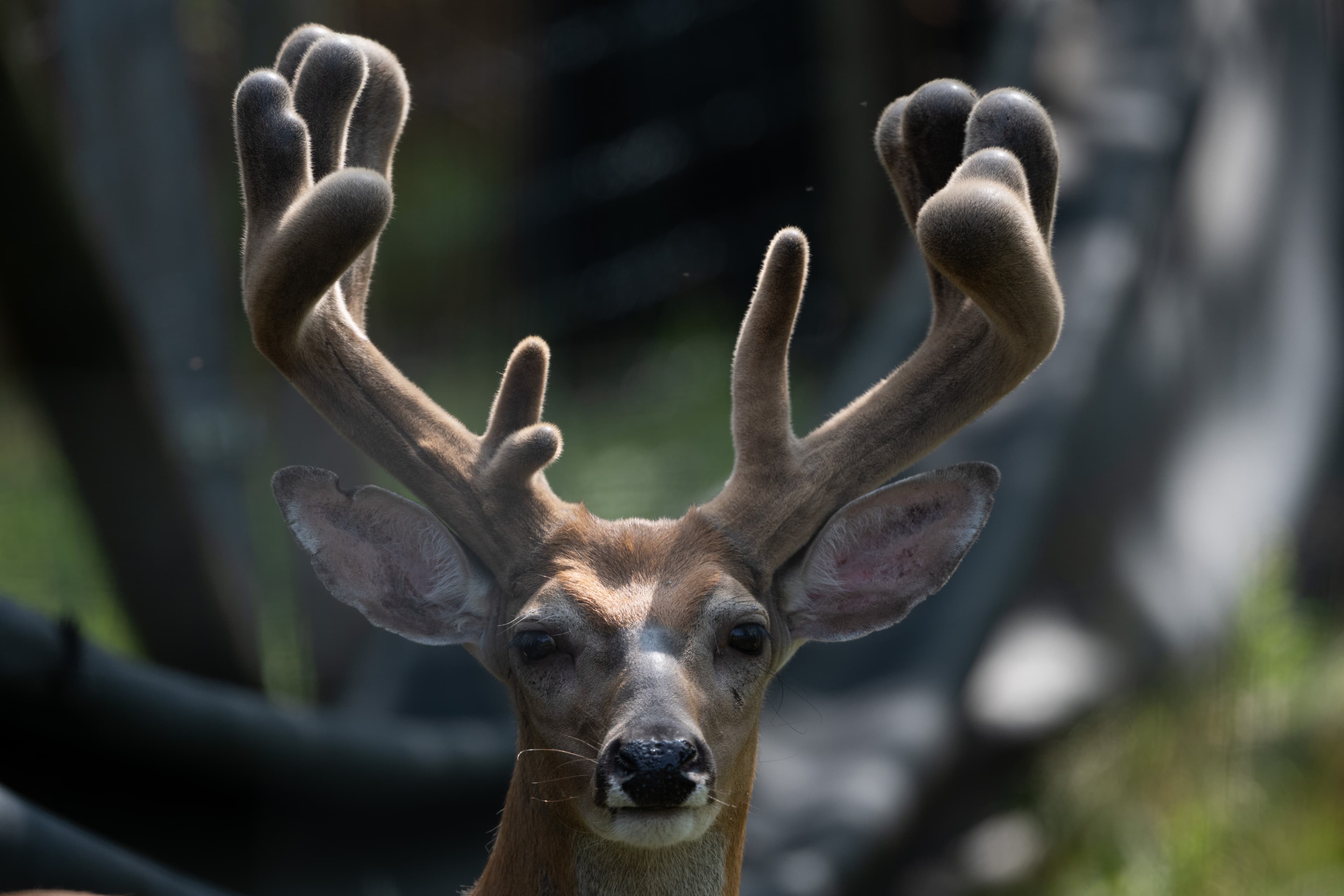 Wildlife — SuperstyleDSC 0722