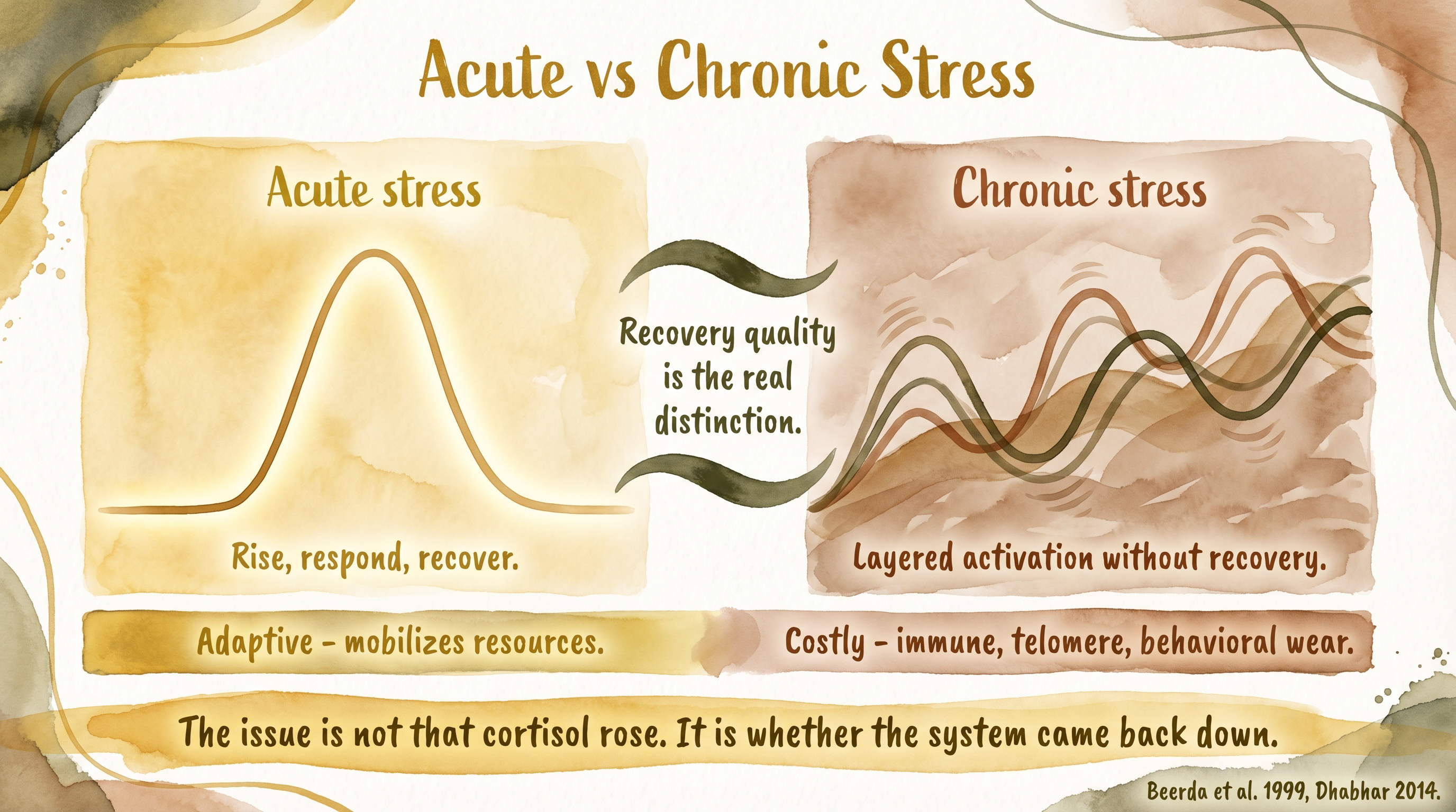 Infographic: Acute vs chronic stress cortisol response curves showing recovery distinction - Just Behaving Wiki