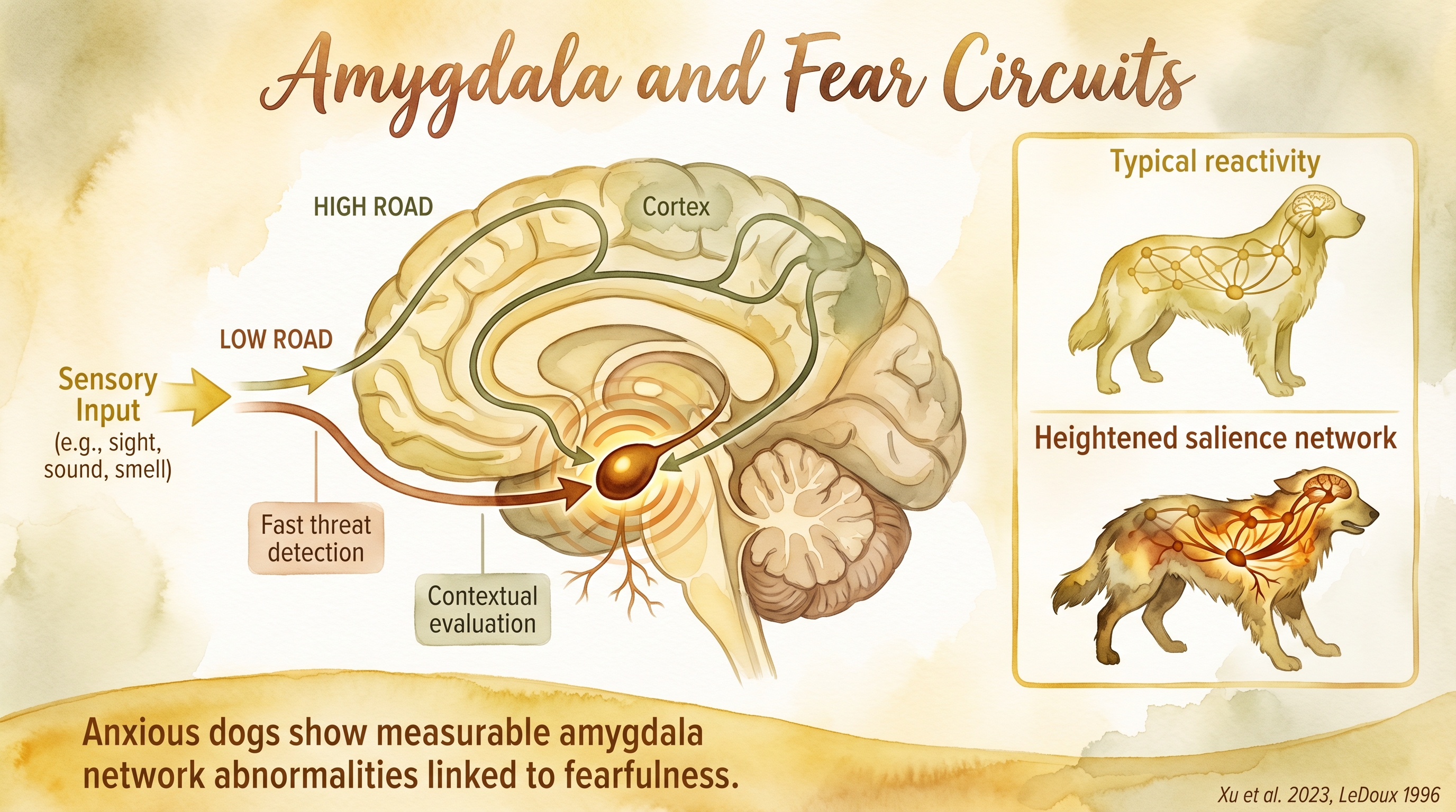 Infographic: Amygdala fear circuits showing fast and slow threat processing pathways - Just Behaving Wiki