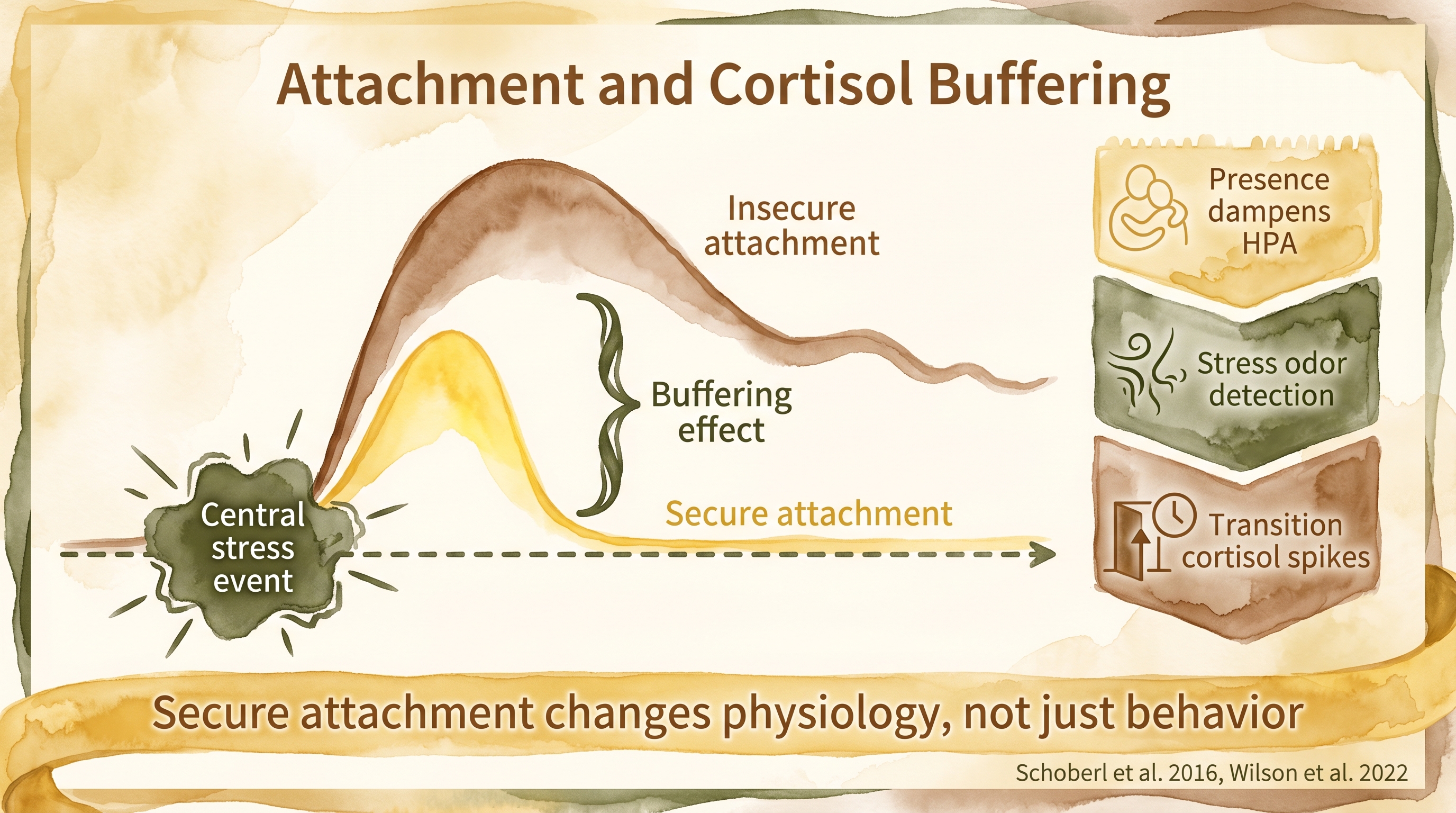 Infographic: Attachment and cortisol buffering comparing secure vs insecure stress responses - Just Behaving Wiki