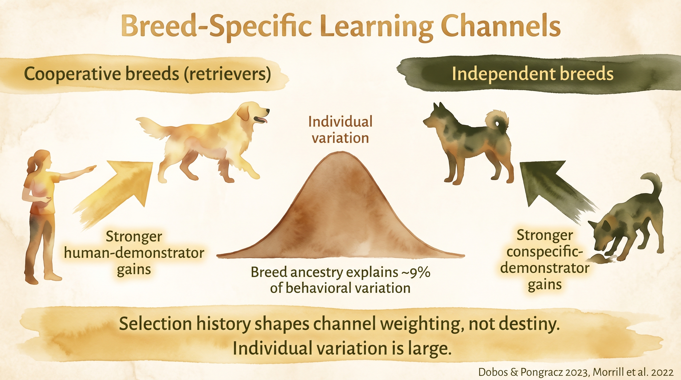 Infographic: Breed-specific learning channels showing retrievers favor social observation pathways - Just Behaving Wiki