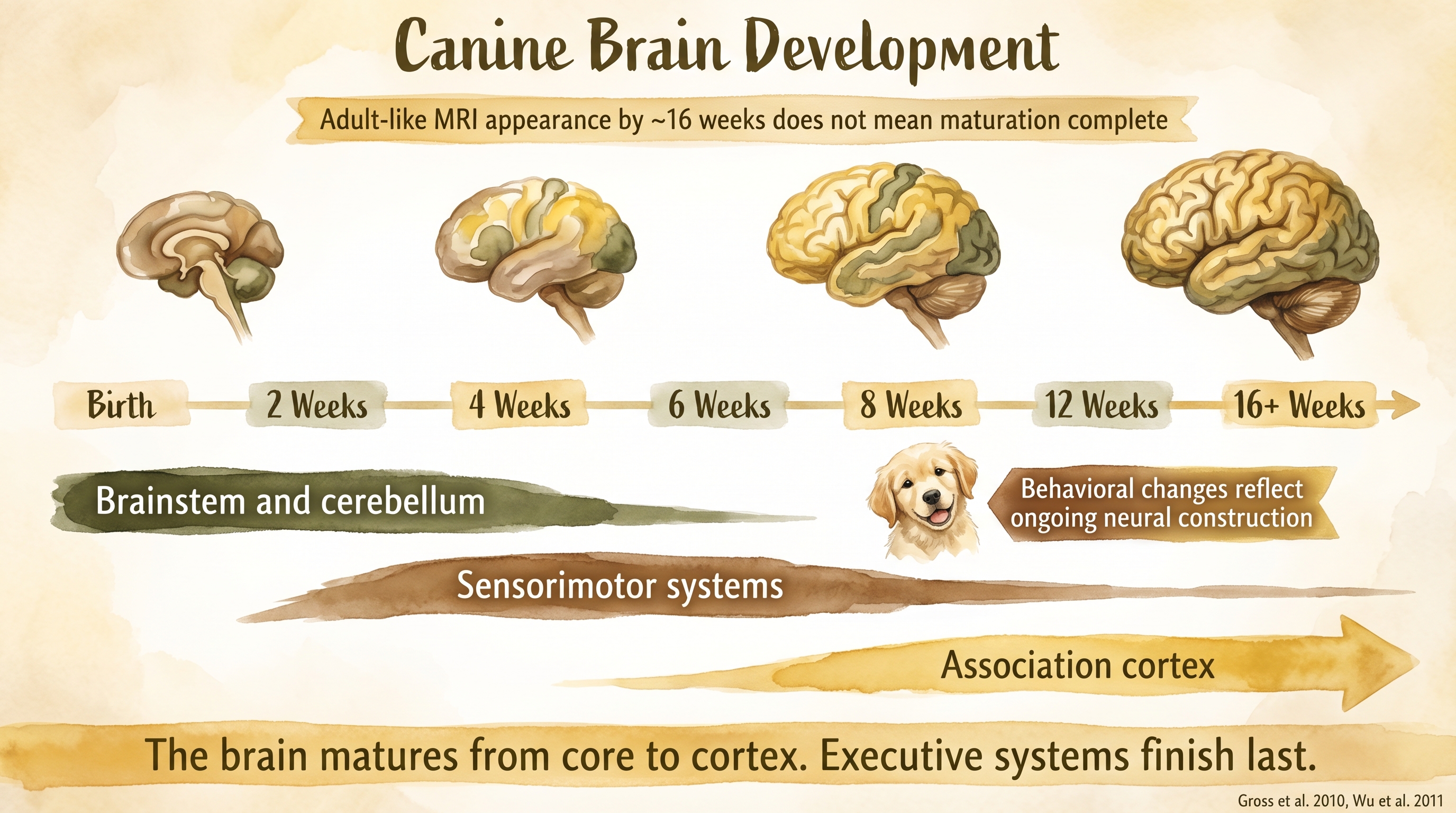 Infographic: Canine brain development timeline from neonatal through adolescence - Just Behaving Wiki