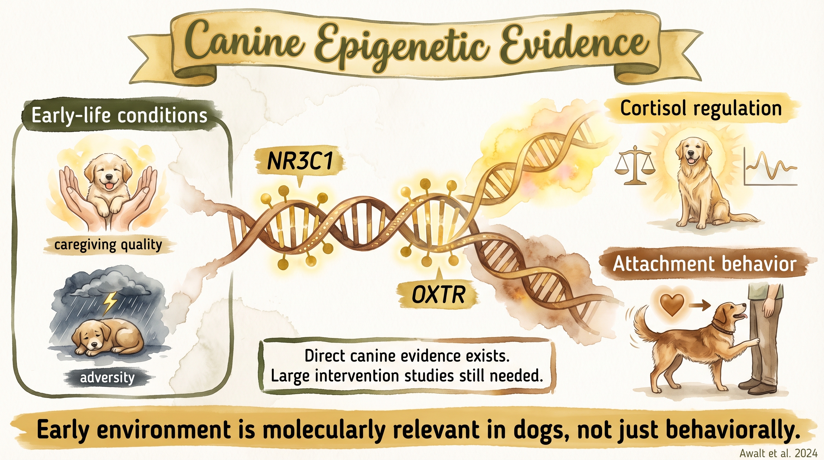 Infographic: Canine epigenetic evidence showing environmental effects on gene expression in dogs - Just Behaving Wiki