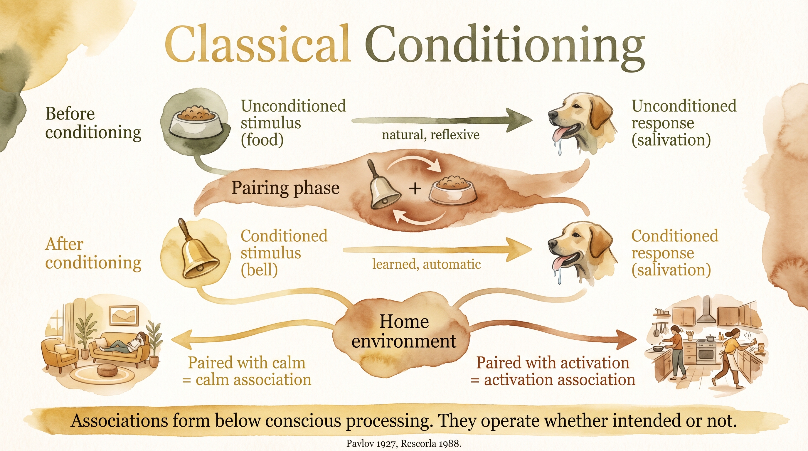 Infographic: Classical conditioning showing stimulus-response association formation process - Just Behaving Wiki