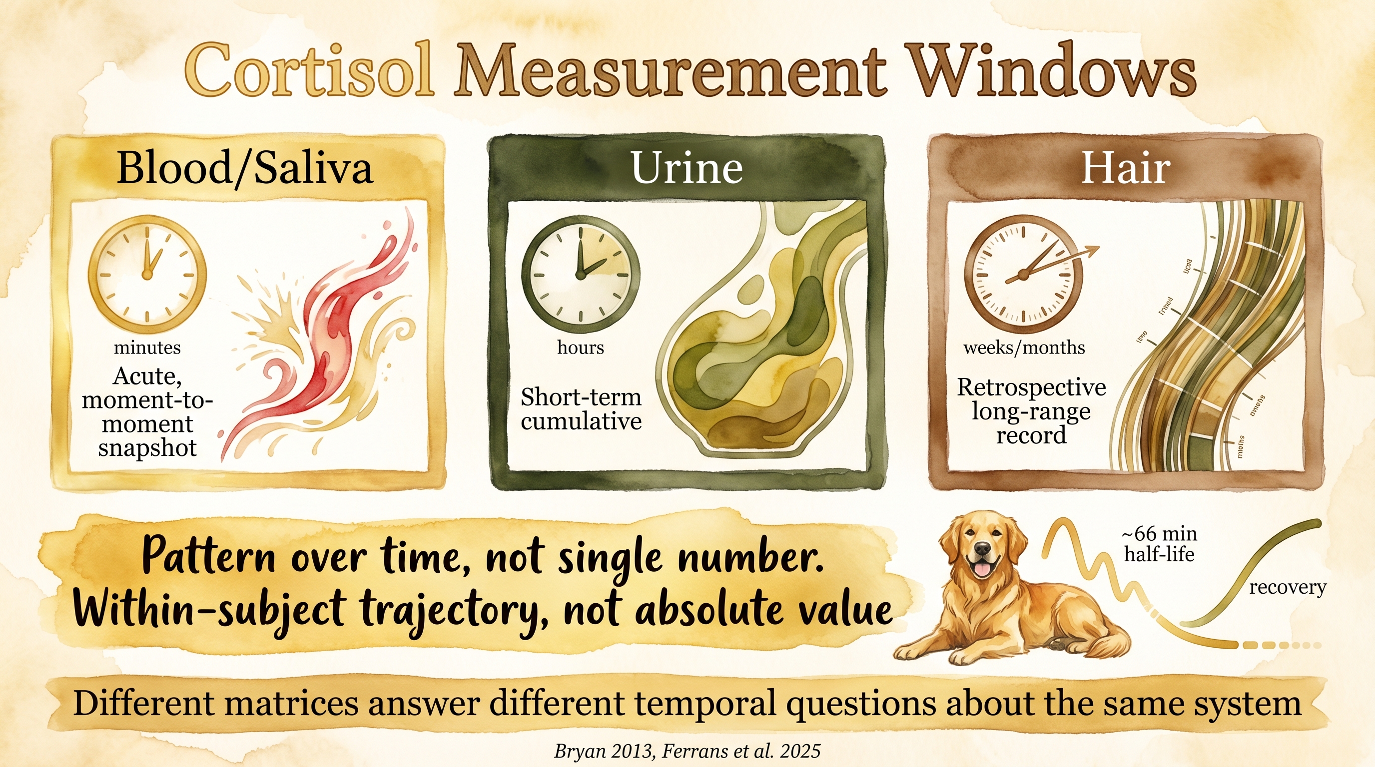 Infographic: Cortisol physiology and measurement showing HPA axis activation and sampling methods - Just Behaving Wiki