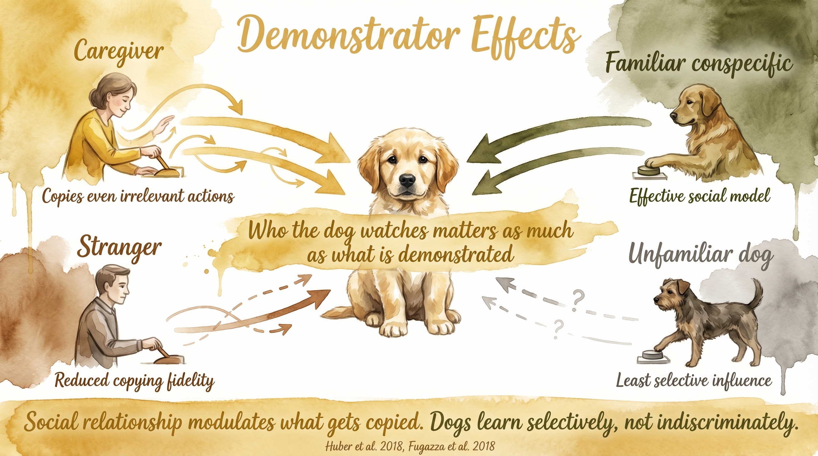 Infographic: Demonstrator effects showing how model identity influences observational learning - Just Behaving Wiki