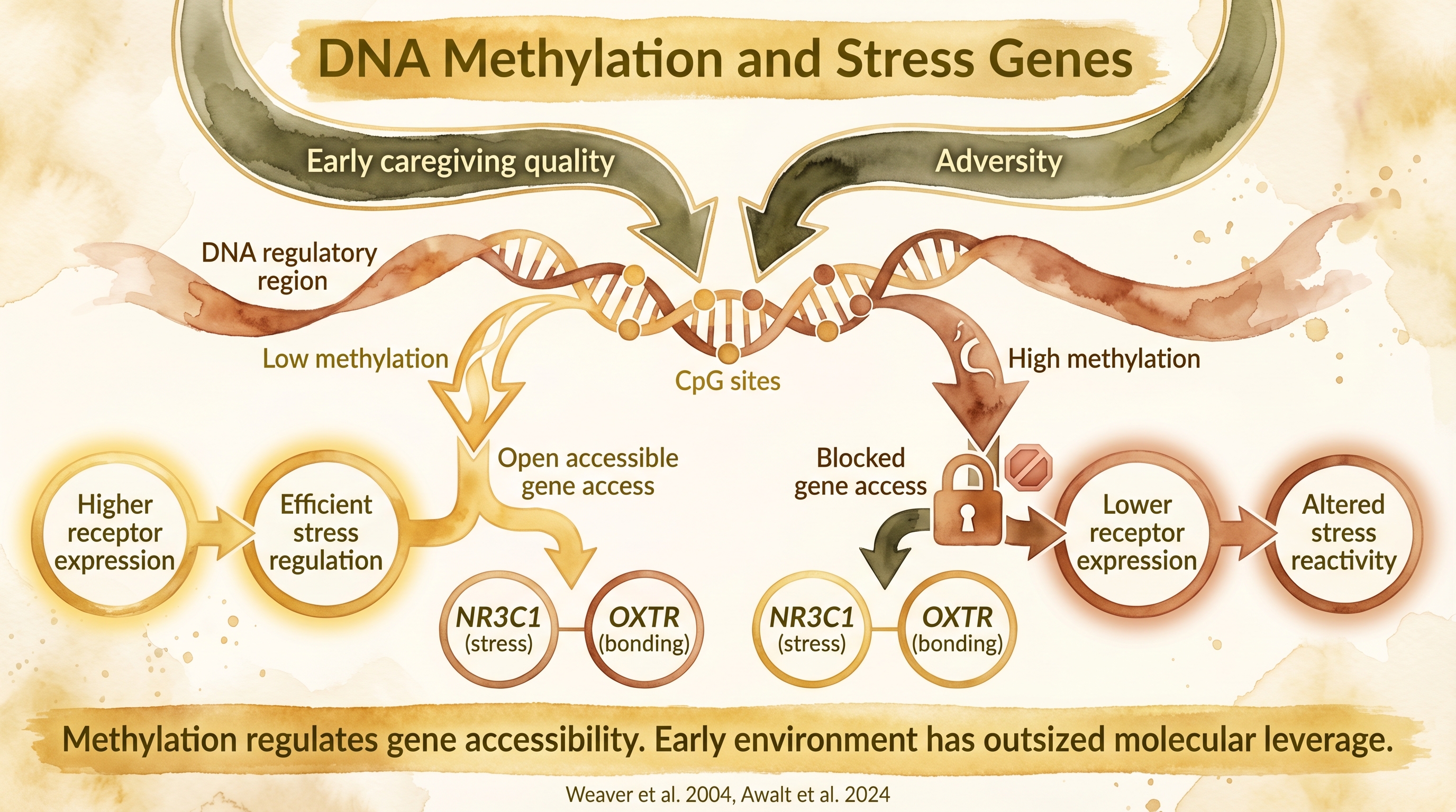 Infographic: DNA methylation and stress genes showing how early experience marks NR3C1 expression - Just Behaving Wiki