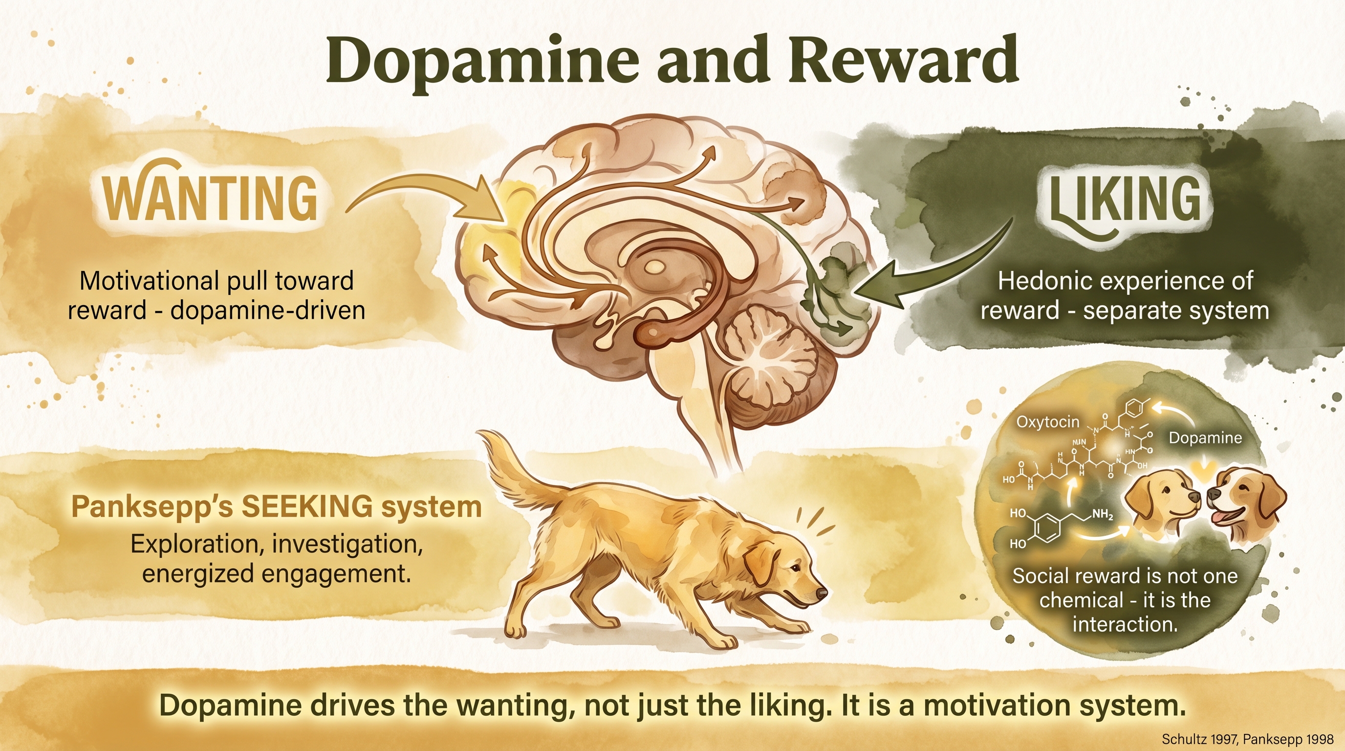 Infographic: Dopamine and canine reward systems showing anticipation-driven motivation pathways - Just Behaving Wiki