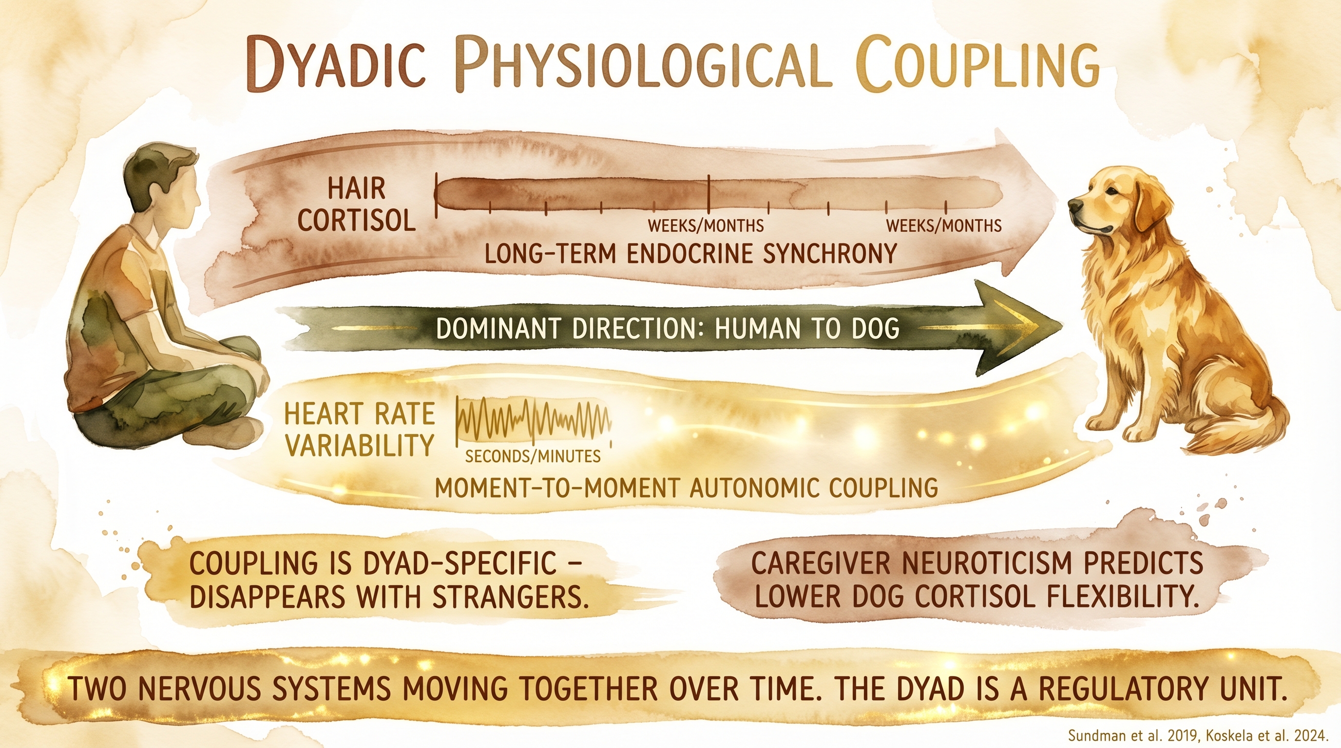Infographic: Dyadic physiological coupling showing cortisol synchronization between dog and caregiver - Just Behaving Wiki