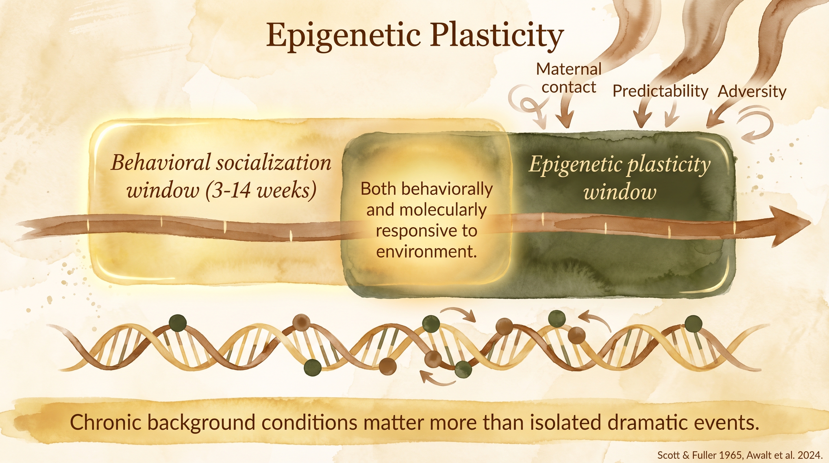Infographic: Epigenetic plasticity showing sensitive periods when environment shapes gene expression - Just Behaving Wiki
